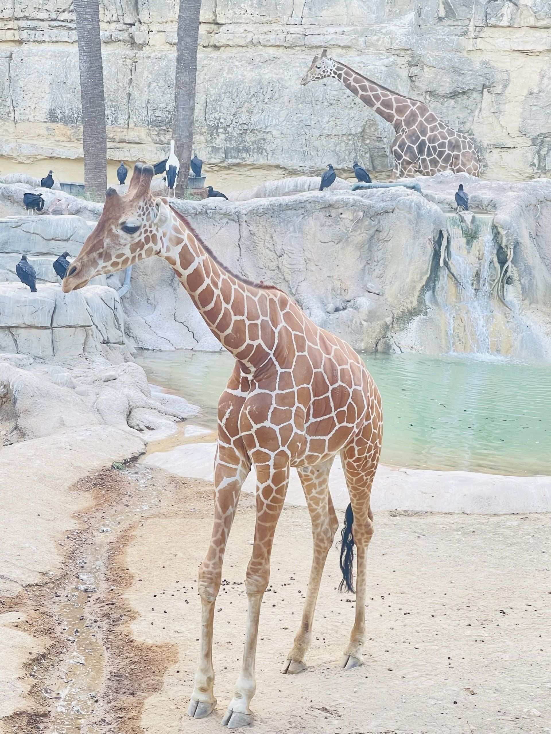 San Antonio Zoo 3903 N St Mary's St, San Antonio, TX 78212 (210) 734-7184