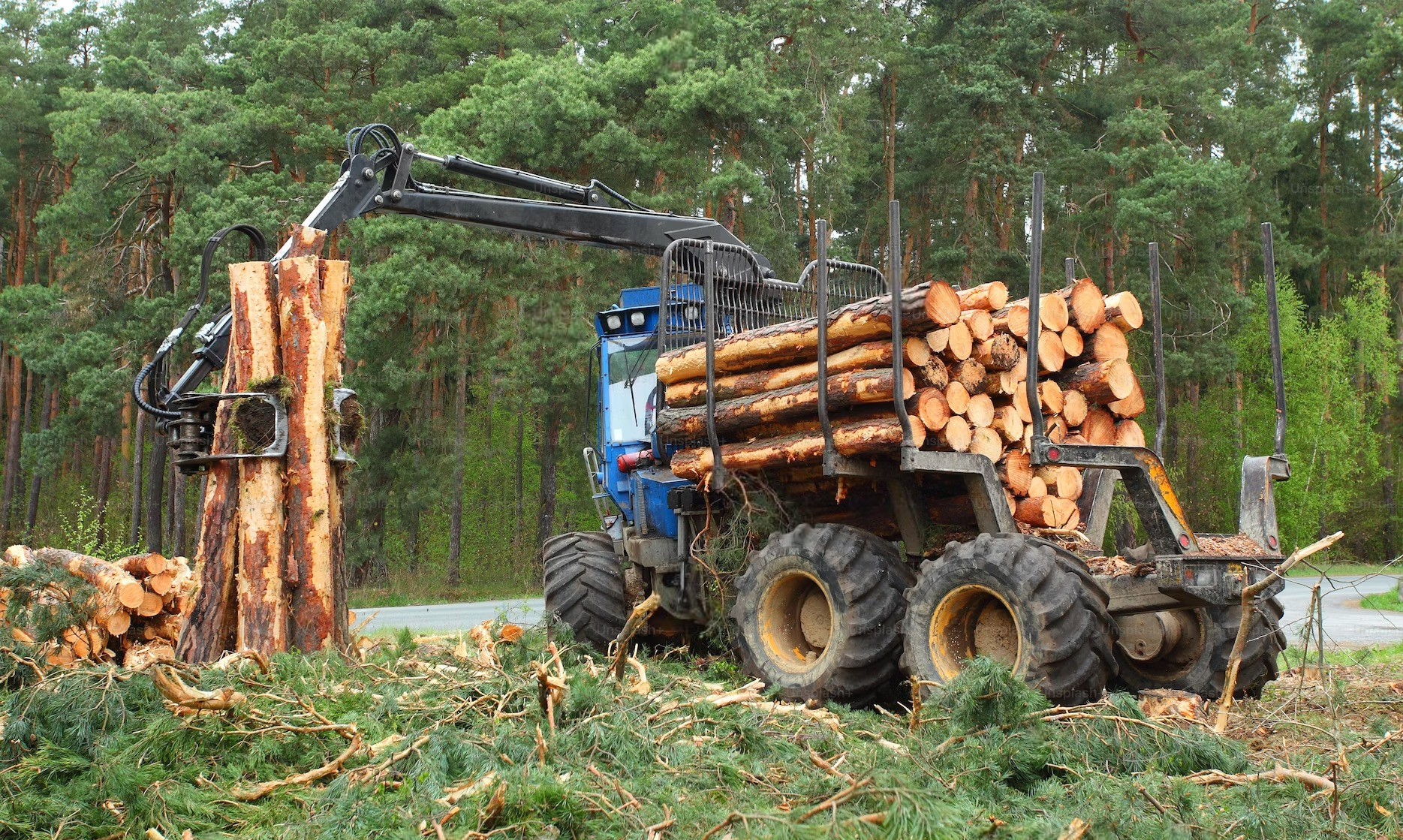 a tractor is carrying logs in a forest .