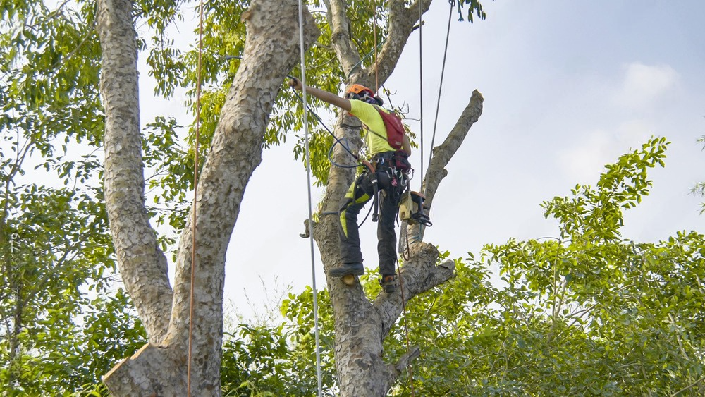 a man is climbing a tree with a chainsaw .