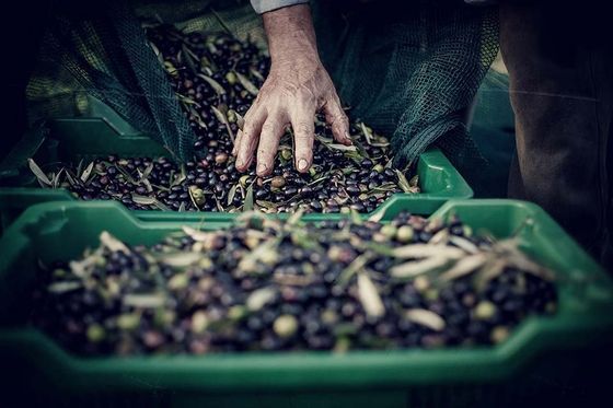 olives ready to press