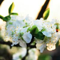 白色花朵，黃色花心，綠葉蔥蘢，沐浴在柔和的陽光下。