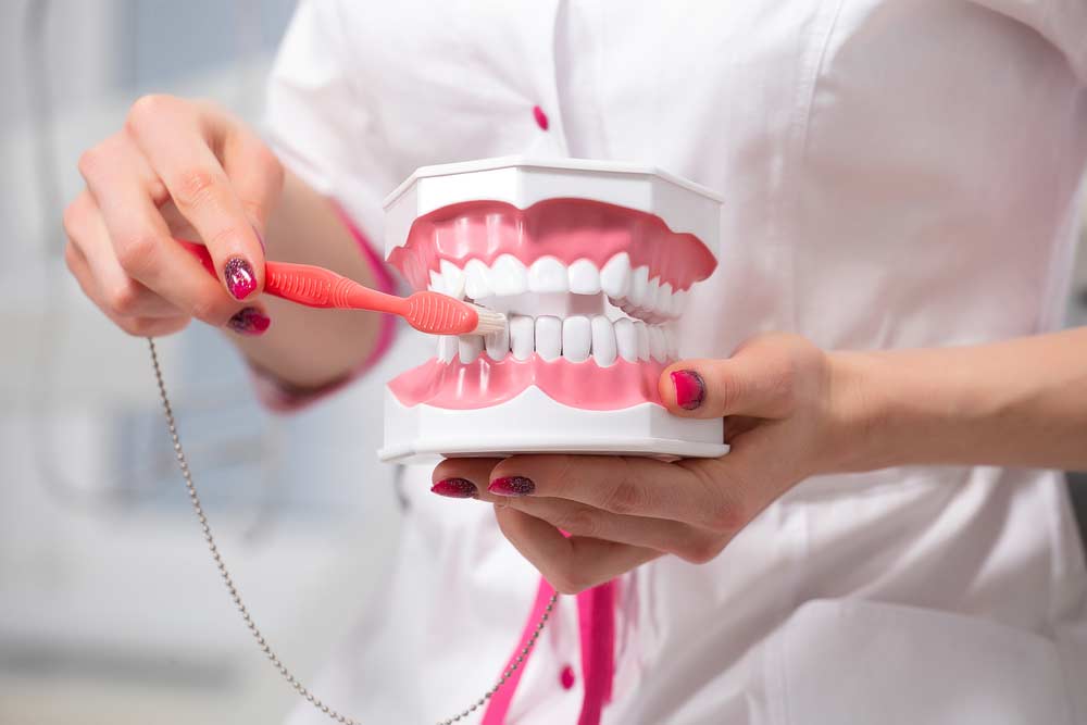 Dentist Showing How To Clean Teeth — JCU Dental In Smithfield, QLD