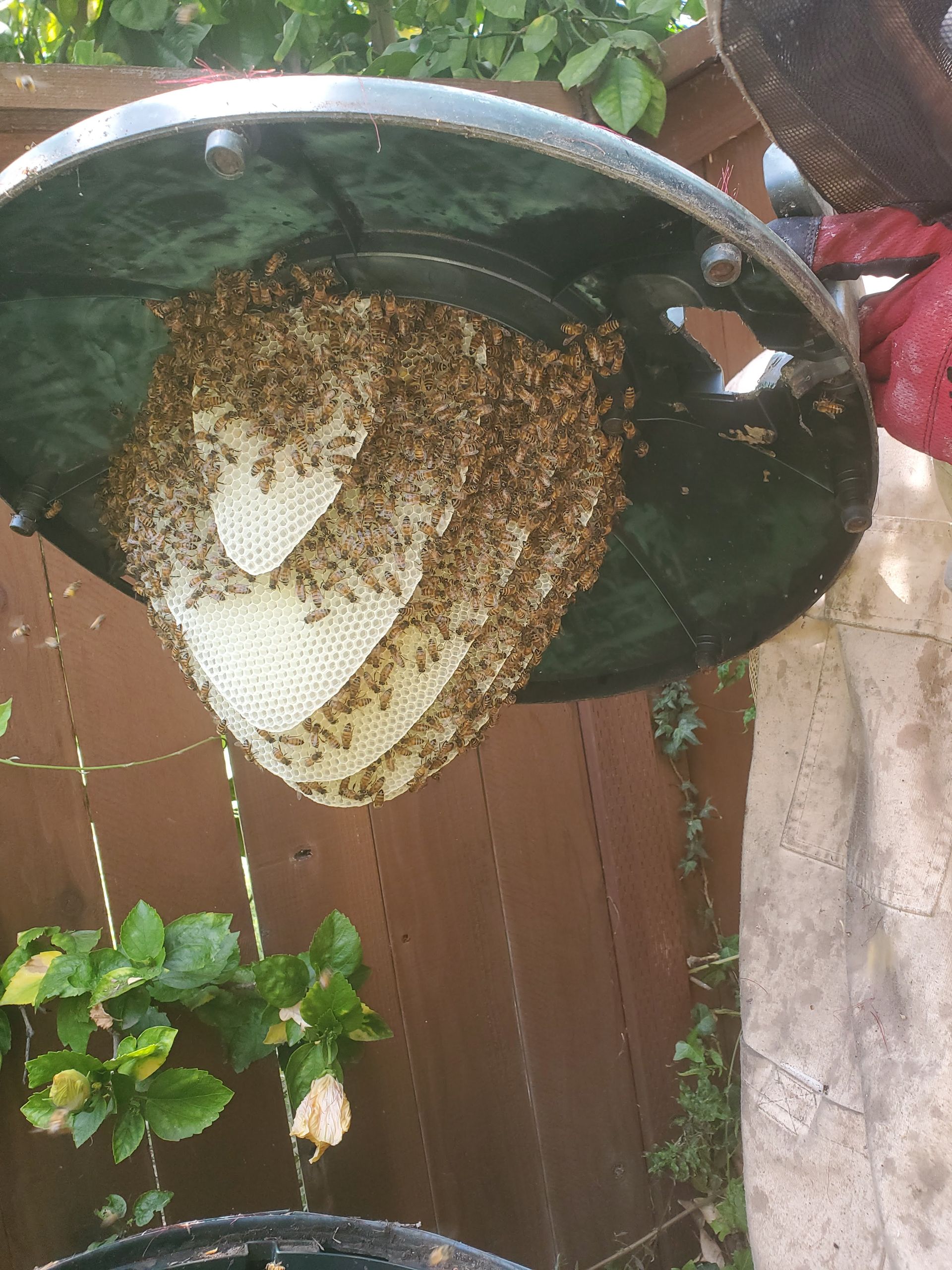 Beekeeper holding a helmet-shaped object containing a bee colony, with honeycomb visible. Brown wooden fence in background.