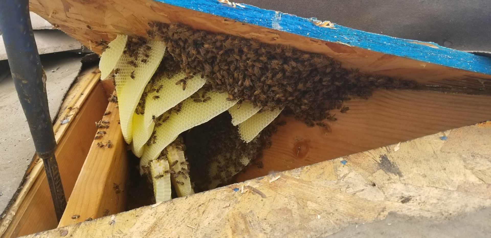 Bees clustered inside a wooden structure, near honeycomb-shaped, yellow wax cells.
