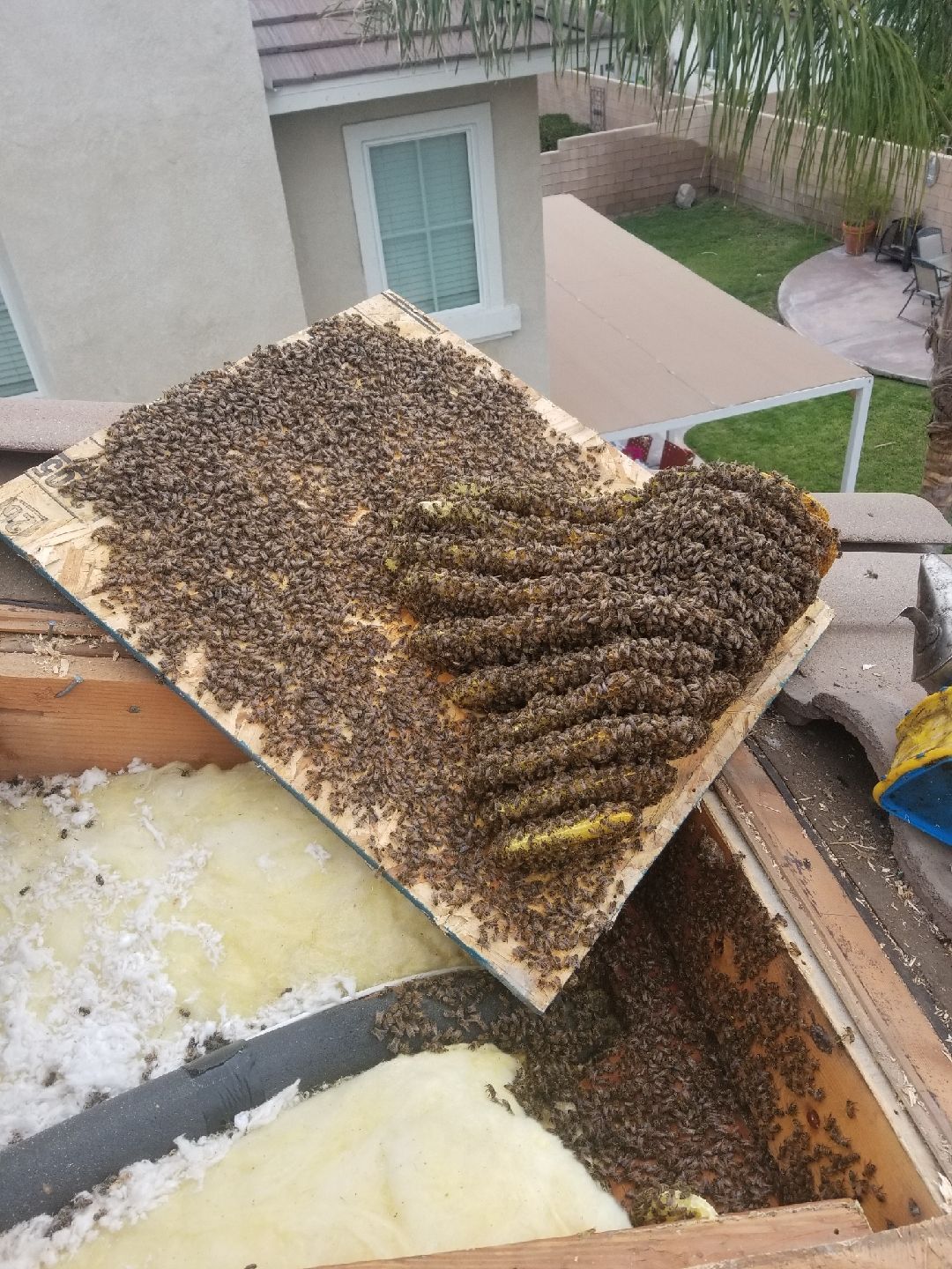 A board covered in bees being lifted from a roof cavity.
