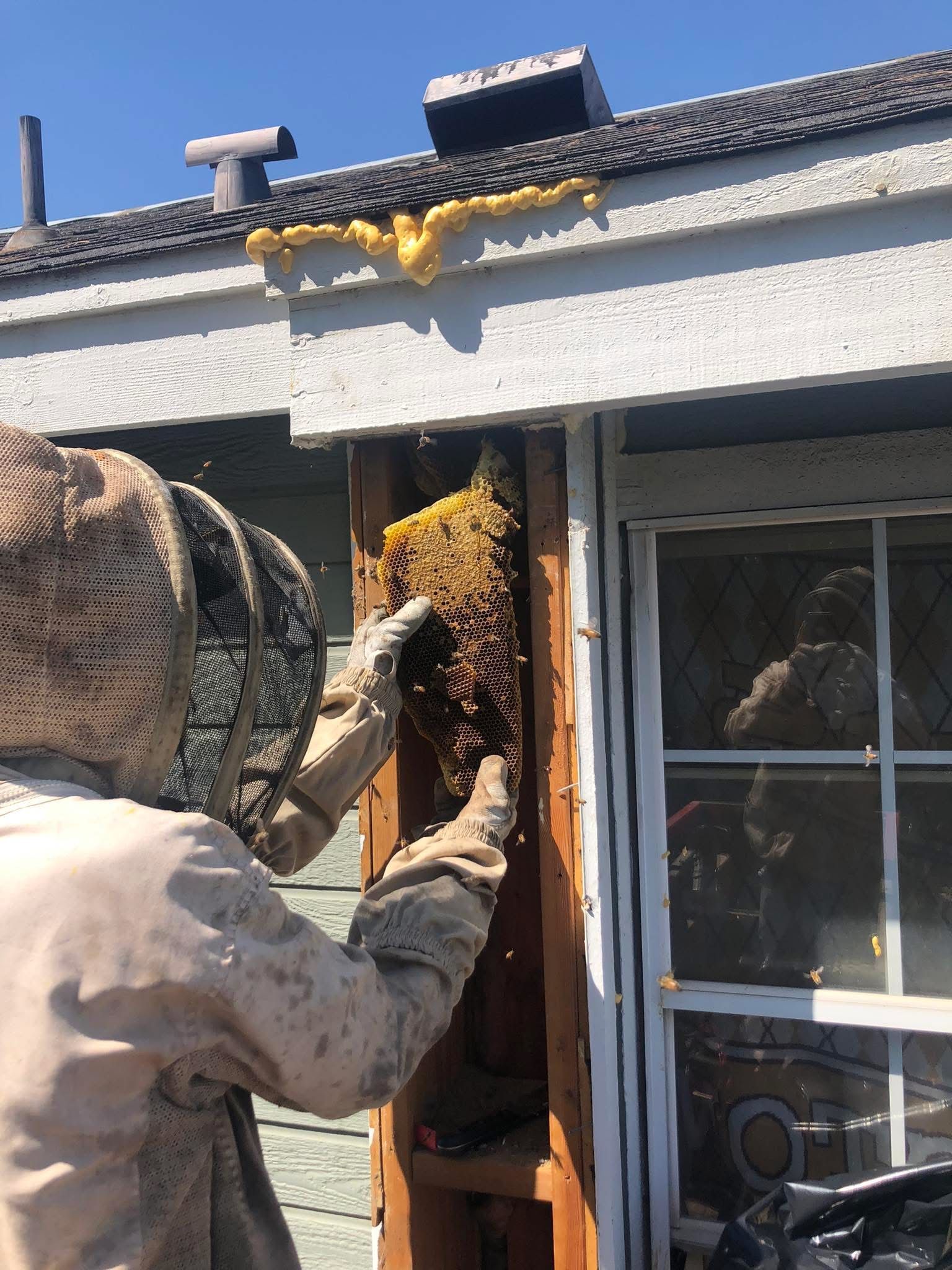 Beekeeper in protective suit removing a large beehive from a building's window frame.