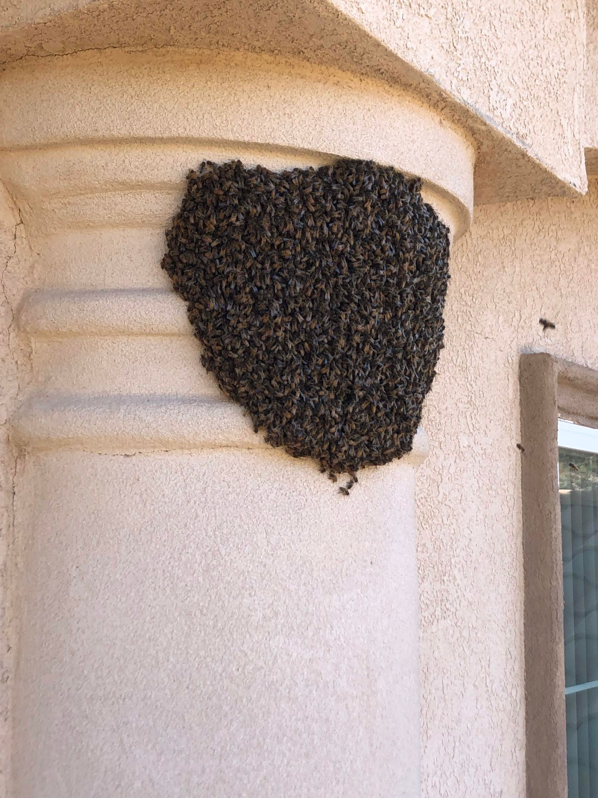 Large swarm of dark insects on a light-colored pillar of a building.