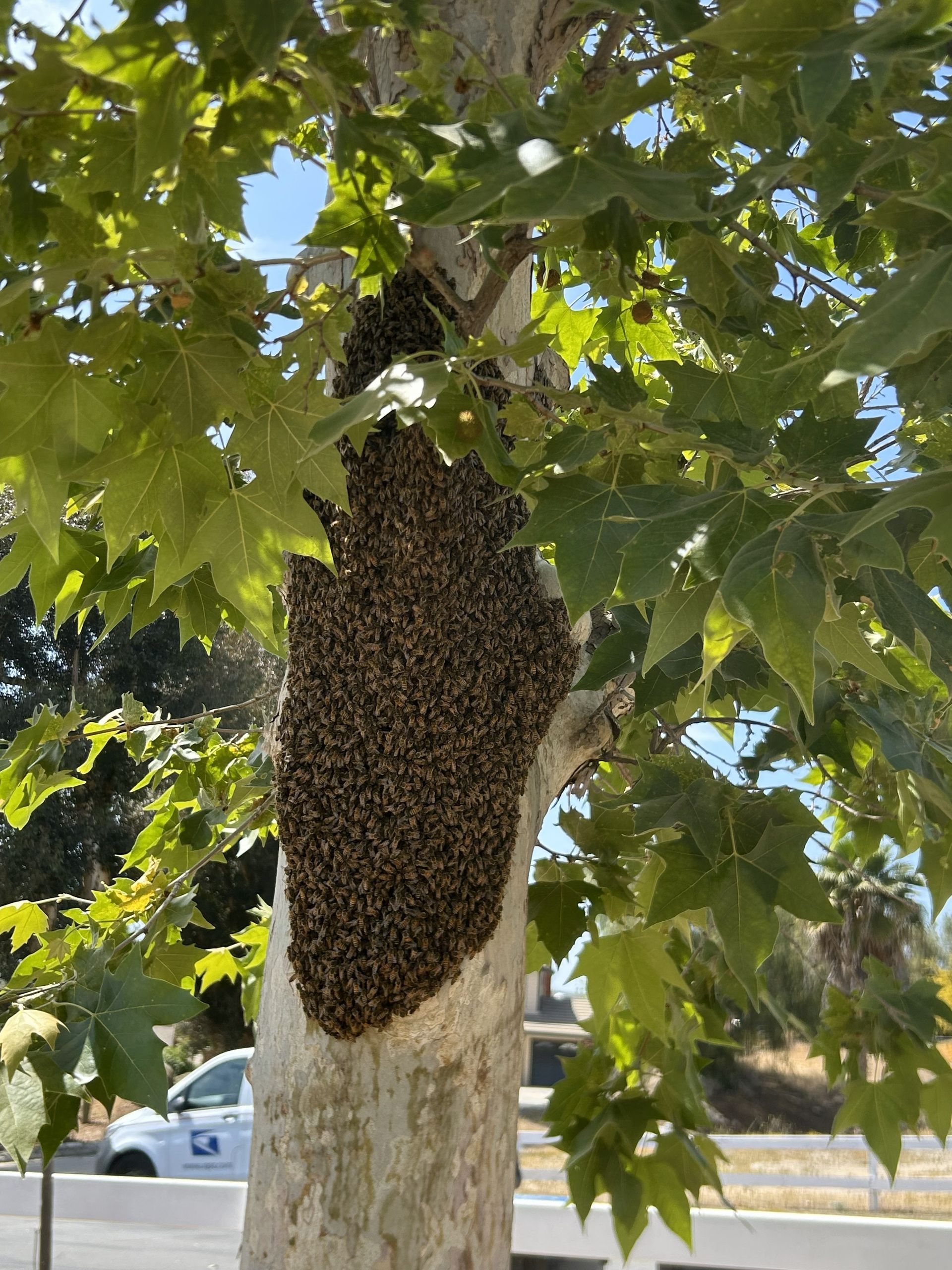 Swarm of bees clustered on the trunk of a tree with green leaves, outdoors in daylight.