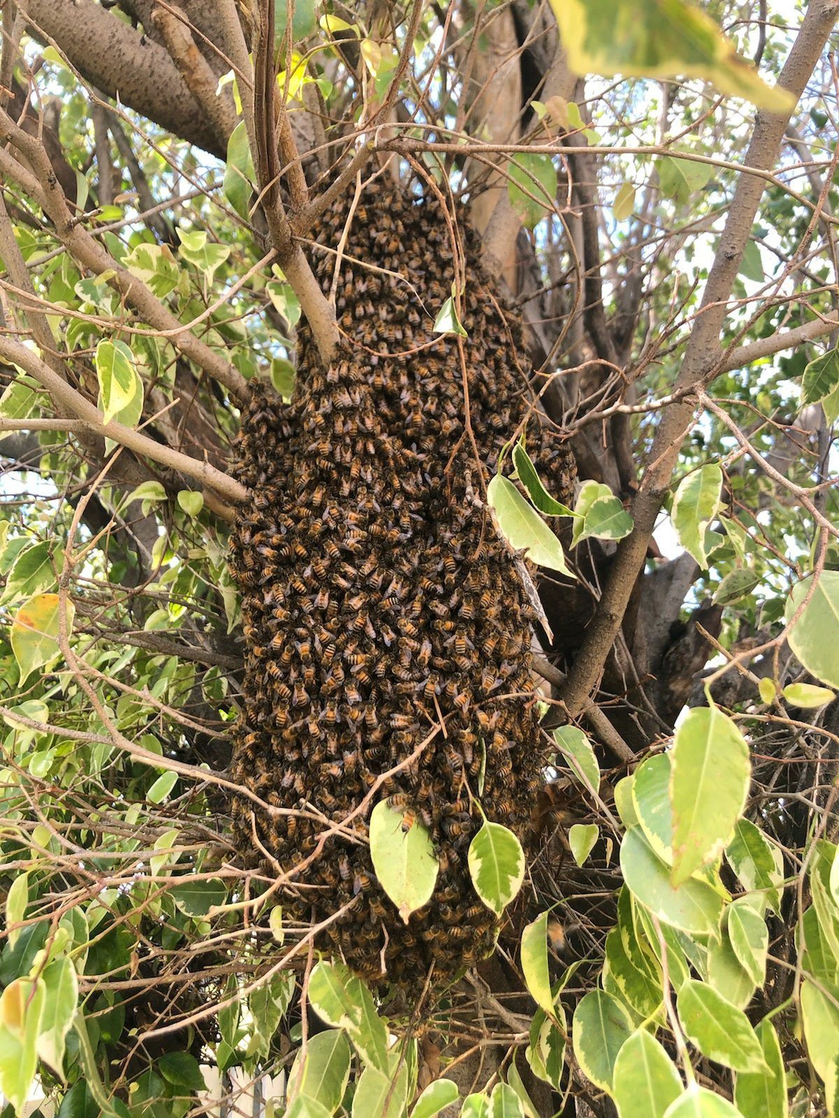 Swarm of bees clustered on tree branches with green and yellow leaves.