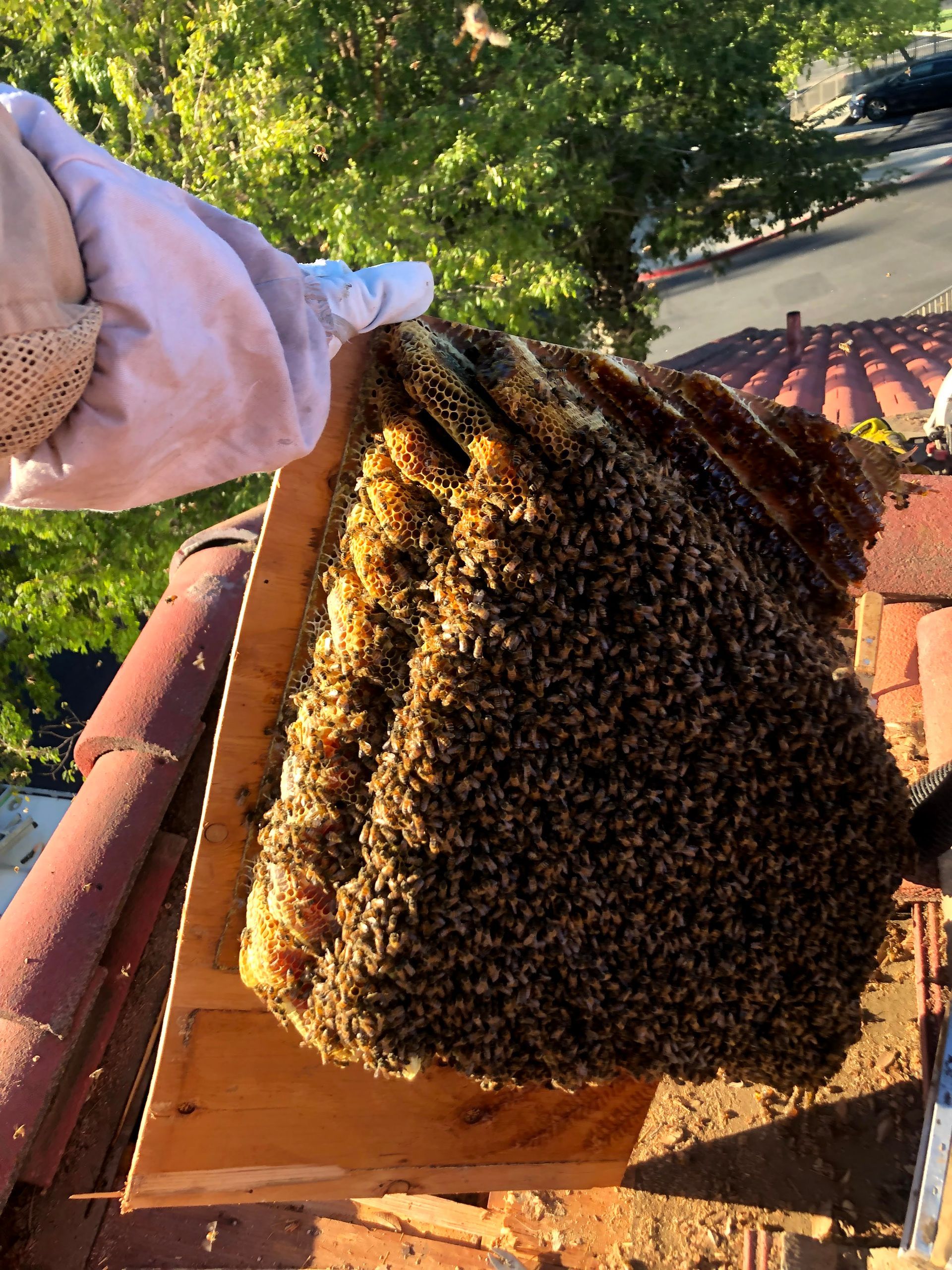 Beekeeper tending to a large cluster of bees on a wooden frame, set on a red tiled roof.