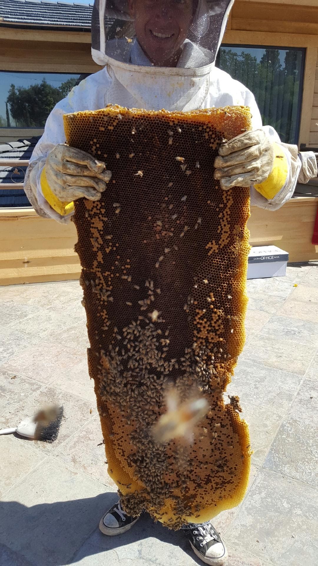 Person in beekeeping suit holds a large honeycomb outdoors.