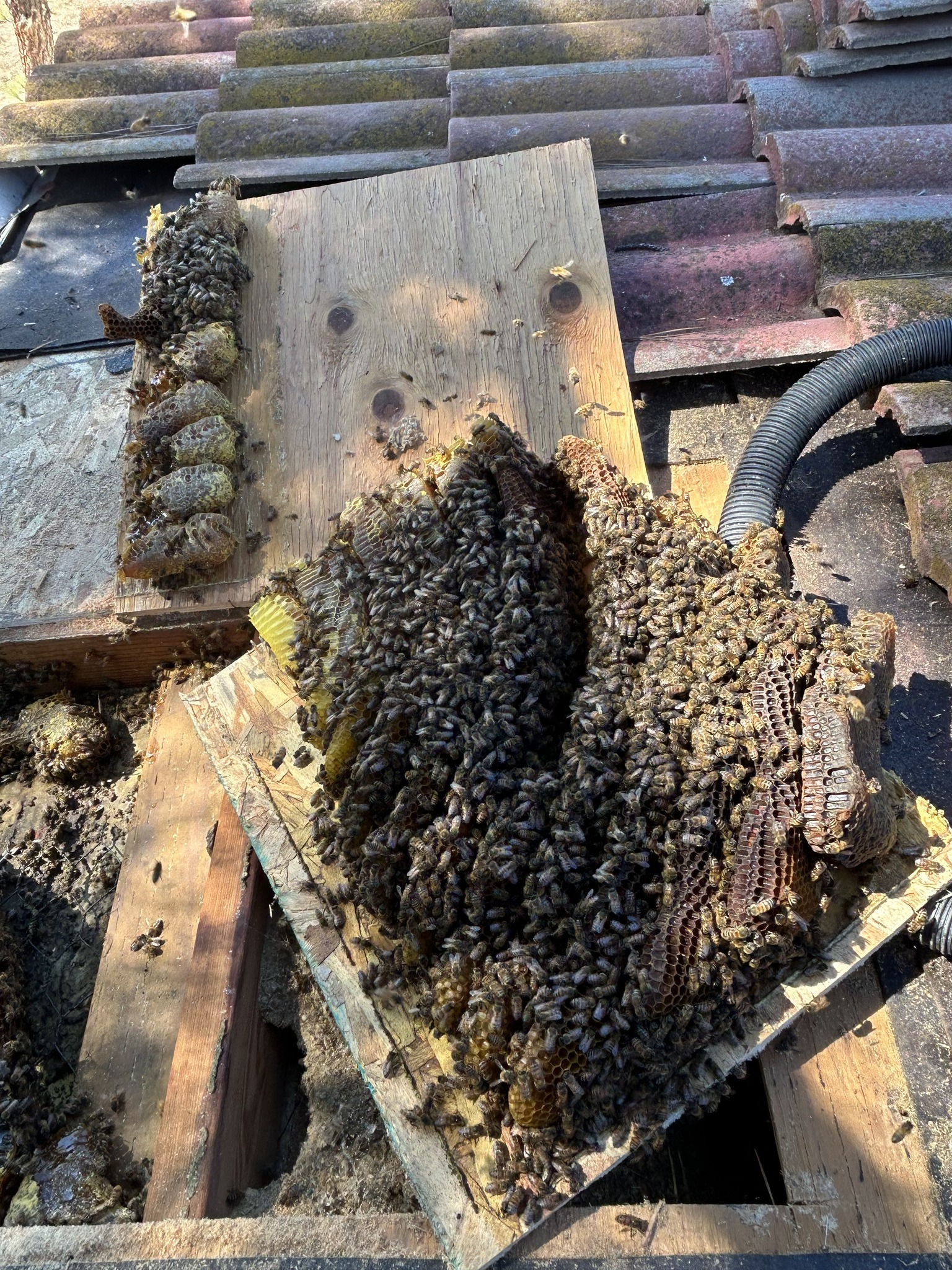 Bees clustered on wooden boards on a rooftop, with honeycombs visible.