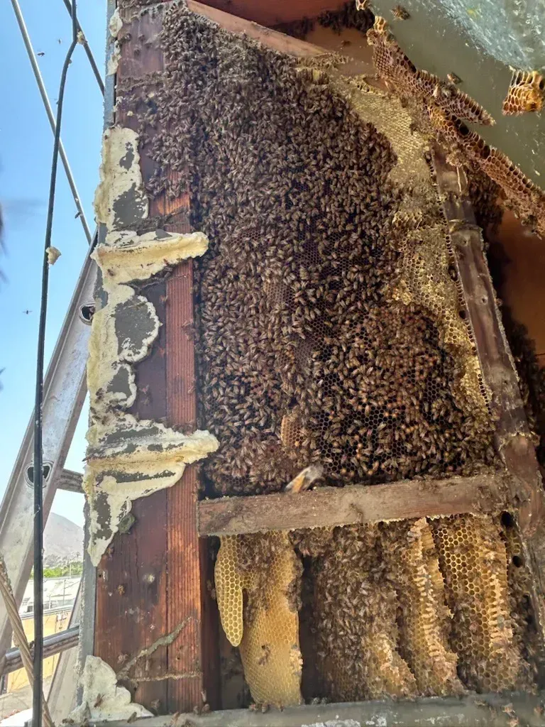 Colony of bees swarming inside a structure, building a honeycomb. Brown and yellow hues are prominent.