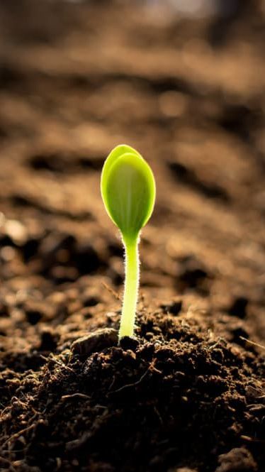 A Young Green Seedling Sprouting From Dark Brown Soil — The Soil Yard in Delacombe, VIC