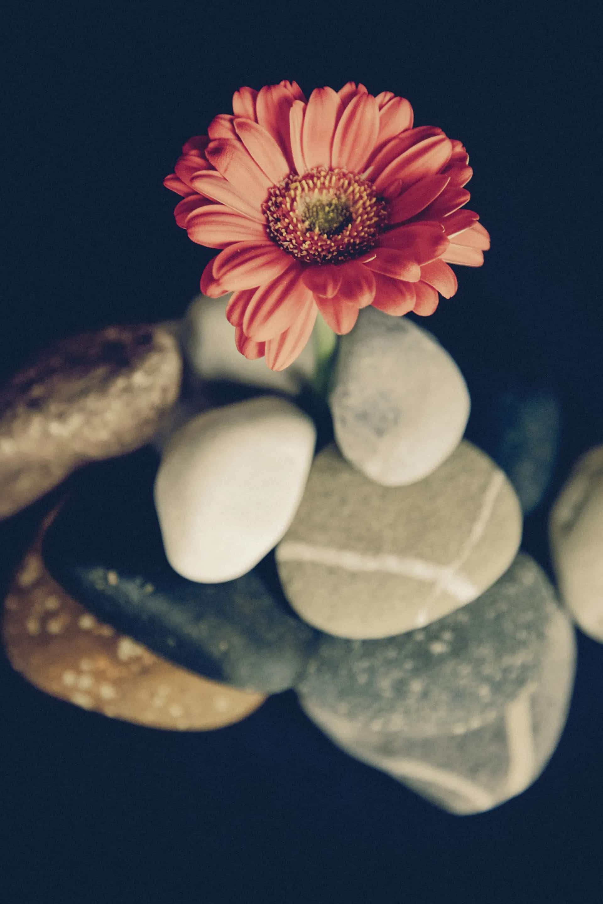 Orange Daisy on a Pile of Smooth Stones Against a Dark Background — The Soil Yard in Delacombe, VIC