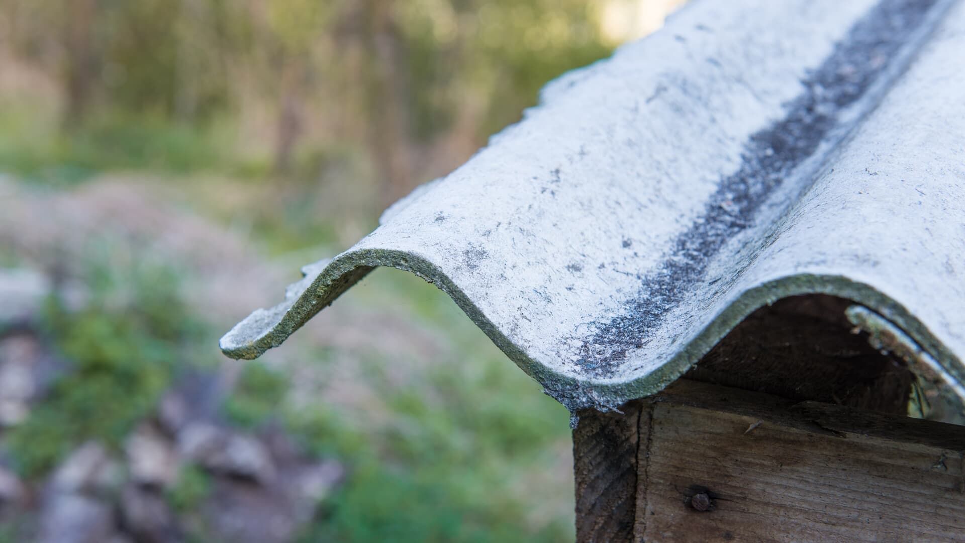 Close-up of wavy, weathered white roofing material on a wooden structure, with a blurred green background.
