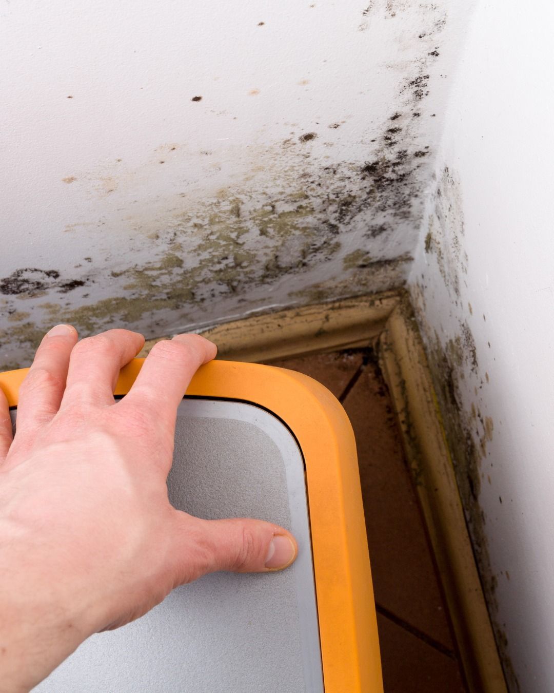 Hand holding an orange step stool near a corner with black and green mold on the ceiling and walls.