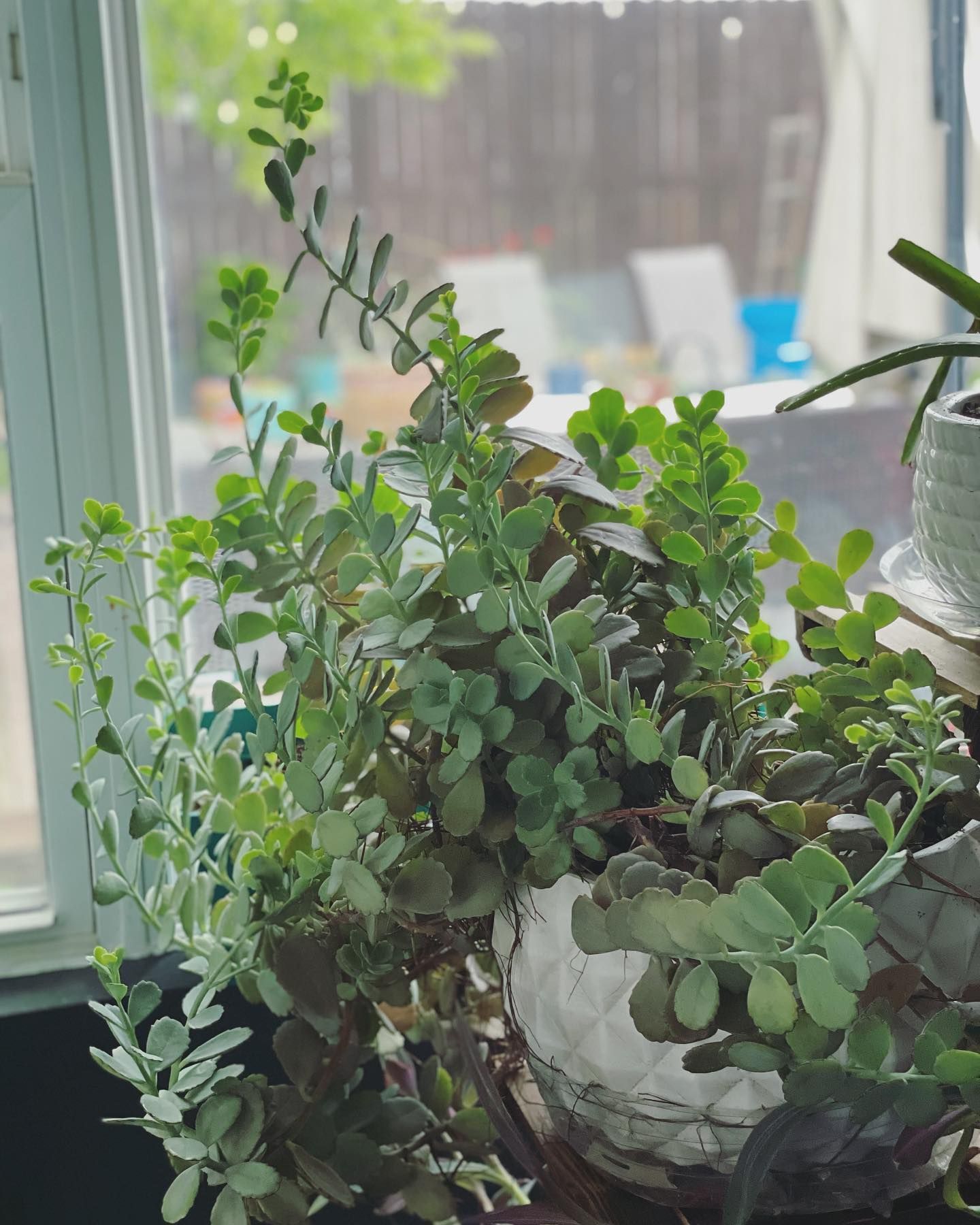 Rooted In Sunshine, Houston TX, Sunset Terrace/Montclair Houston TX, The Memorial Villages Houston TX, Rice Military Houston TX, Greater Heights Houston TX, River Oaks Houston TX, Southampton Houston TX, Braeswood Houston TX, Briargrove Houston TX, Montrose Houston TX, Greenway / Upper Kirby Area Houston TX, Bellaire TX, Spring Valley Village TX, Southside Place TX, West University Place TX, Cinco Ranch TX, Sugar Land TX, Sweetwater Sugar Land TX, Avalon Sugar Land TX, Katy TX, League City TX, Galveston TX, Garden Design, Houston Garden Design, Cinco Ranch Garden Design, Sugar Land Garden Design, Katy Garden Design, Galveston Garden Design, League City Garden Design, West University Place Garden Design, Garden Designer Near Me, Landscape Design, Houston Landscape Design, Cinco Ranch Landscape Design, Sugar Land Landscape Design, Katy Landscape Design, Galveston Landscape Design, League City Landscape Design, West University Place Landscape Design, Landscape Designer Near Me, Garden Bed Replenishment, Garden Bed Maintenance, Landscape, Landscaping Ideas, Backyard Landscaping, Front Yard Landscaping, Landscaping Plants, Native Plant Design, Wildscape, Wildscape Specialists, Wildlife Habitat Installation, Soil Testing, Tree Services, Tree Company Near Me, Houston Tree Company, Cinco Ranch Tree Company, Sugar Land Tree Company, Katy Tree Company, Galveston Tree Company, League City Tree Company, West University Place Tree Company, Tree Removal, Cost of removing a tree, Tree Removal Costs, Tree Pruning, Tree Trimming, Tree Installation, Interior Plant Decor, Interior Plant Decorating, House Plant Maintenance, House Plant Care, Storm Damage Tree Services