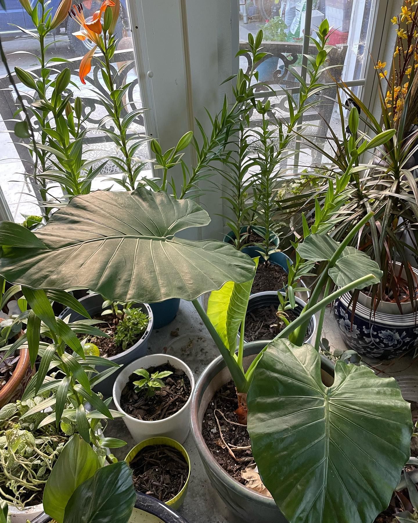 Rooted In Sunshine, Houston TX, Sunset Terrace/Montclair Houston TX, The Memorial Villages Houston TX, Rice Military Houston TX, Greater Heights Houston TX, River Oaks Houston TX, Southampton Houston TX, Braeswood Houston TX, Briargrove Houston TX, Montrose Houston TX, Greenway / Upper Kirby Area Houston TX, Bellaire TX, Spring Valley Village TX, Southside Place TX, West University Place TX, Cinco Ranch TX, Sugar Land TX, Sweetwater Sugar Land TX, Avalon Sugar Land TX, Katy TX, League City TX, Galveston TX, Garden Design, Houston Garden Design, Cinco Ranch Garden Design, Sugar Land Garden Design, Katy Garden Design, Galveston Garden Design, League City Garden Design, West University Place Garden Design, Garden Designer Near Me, Landscape Design, Houston Landscape Design, Cinco Ranch Landscape Design, Sugar Land Landscape Design, Katy Landscape Design, Galveston Landscape Design, League City Landscape Design, West University Place Landscape Design, Landscape Designer Near Me, Garden Bed Replenishment, Garden Bed Maintenance, Landscape, Landscaping Ideas, Backyard Landscaping, Front Yard Landscaping, Landscaping Plants, Native Plant Design, Wildscape, Wildscape Specialists, Wildlife Habitat Installation, Soil Testing, Tree Services, Tree Company Near Me, Houston Tree Company, Cinco Ranch Tree Company, Sugar Land Tree Company, Katy Tree Company, Galveston Tree Company, League City Tree Company, West University Place Tree Company, Tree Removal, Cost of removing a tree, Tree Removal Costs, Tree Pruning, Tree Trimming, Tree Installation, Interior Plant Decor, Interior Plant Decorating, House Plant Maintenance, House Plant Care, Storm Damage Tree Services