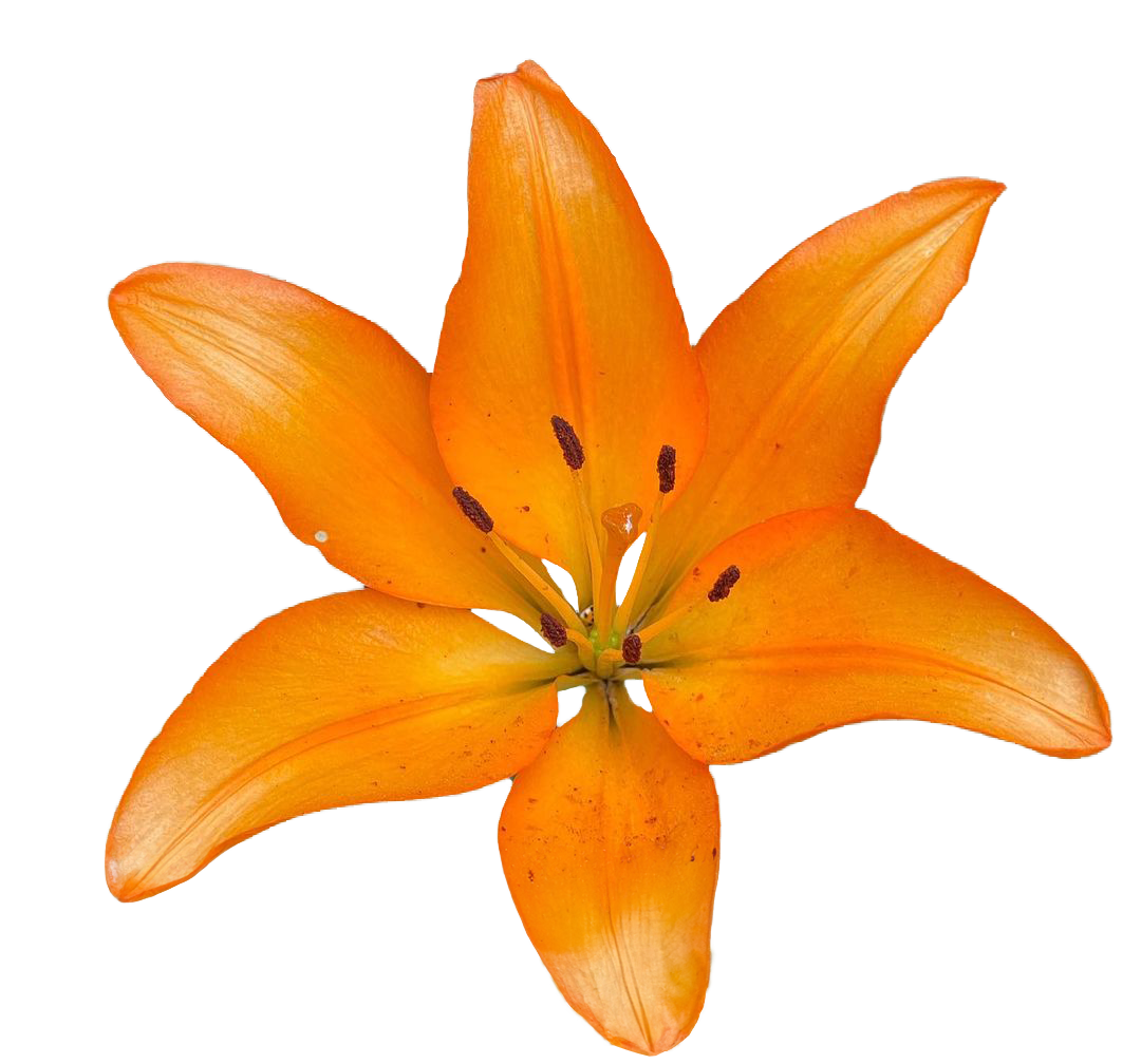 Orange lily flower with six petals, yellow center.