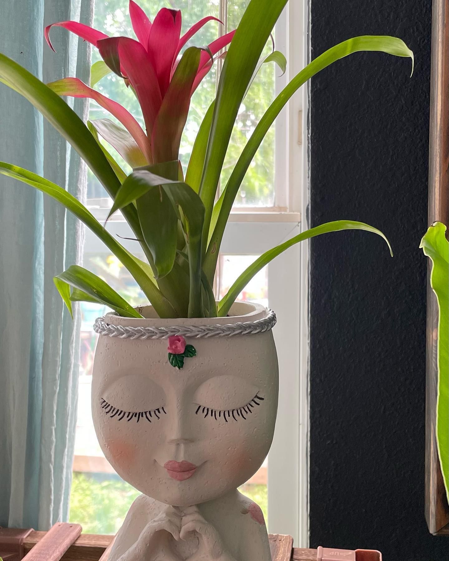 Rooted In Sunshine, Houston TX, Sunset Terrace/Montclair Houston TX, The Memorial Villages Houston TX, Rice Military Houston TX, Greater Heights Houston TX, River Oaks Houston TX, Southampton Houston TX, Braeswood Houston TX, Briargrove Houston TX, Montrose Houston TX, Greenway / Upper Kirby Area Houston TX, Bellaire TX, Spring Valley Village TX, Southside Place TX, West University Place TX, Cinco Ranch TX, Sugar Land TX, Sweetwater Sugar Land TX, Avalon Sugar Land TX, Katy TX, League City TX, Galveston TX, Garden Design, Houston Garden Design, Cinco Ranch Garden Design, Sugar Land Garden Design, Katy Garden Design, Galveston Garden Design, League City Garden Design, West University Place Garden Design, Garden Designer Near Me, Landscape Design, Houston Landscape Design, Cinco Ranch Landscape Design, Sugar Land Landscape Design, Katy Landscape Design, Galveston Landscape Design, League City Landscape Design, West University Place Landscape Design, Landscape Designer Near Me, Garden Bed Replenishment, Garden Bed Maintenance, Landscape, Landscaping Ideas, Backyard Landscaping, Front Yard Landscaping, Landscaping Plants, Native Plant Design, Wildscape, Wildscape Specialists, Wildlife Habitat Installation, Soil Testing, Tree Services, Tree Company Near Me, Houston Tree Company, Cinco Ranch Tree Company, Sugar Land Tree Company, Katy Tree Company, Galveston Tree Company, League City Tree Company, West University Place Tree Company, Tree Removal, Cost of removing a tree, Tree Removal Costs, Tree Pruning, Tree Trimming, Tree Installation, Interior Plant Decor, Interior Plant Decorating, House Plant Maintenance, House Plant Care, Storm Damage Tree Services