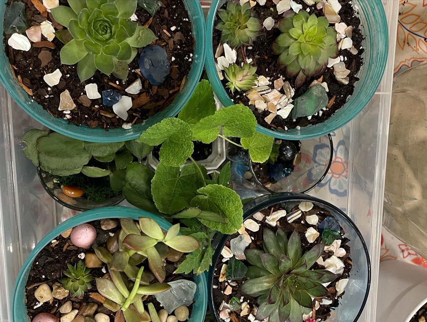 Rooted In Sunshine, Houston TX, Sunset Terrace/Montclair Houston TX, The Memorial Villages Houston TX, Rice Military Houston TX, Greater Heights Houston TX, River Oaks Houston TX, Southampton Houston TX, Braeswood Houston TX, Briargrove Houston TX, Montrose Houston TX, Greenway / Upper Kirby Area Houston TX, Bellaire TX, Spring Valley Village TX, Southside Place TX, West University Place TX, Cinco Ranch TX, Sugar Land TX, Sweetwater Sugar Land TX, Avalon Sugar Land TX, Katy TX, League City TX, Galveston TX, Garden Design, Houston Garden Design, Cinco Ranch Garden Design, Sugar Land Garden Design, Katy Garden Design, Galveston Garden Design, League City Garden Design, West University Place Garden Design, Garden Designer Near Me, Landscape Design, Houston Landscape Design, Cinco Ranch Landscape Design, Sugar Land Landscape Design, Katy Landscape Design, Galveston Landscape Design, League City Landscape Design, West University Place Landscape Design, Landscape Designer Near Me, Garden Bed Replenishment, Garden Bed Maintenance, Landscape, Landscaping Ideas, Backyard Landscaping, Front Yard Landscaping, Landscaping Plants, Native Plant Design, Wildscape, Wildscape Specialists, Wildlife Habitat Installation, Soil Testing, Tree Services, Tree Company Near Me, Houston Tree Company, Cinco Ranch Tree Company, Sugar Land Tree Company, Katy Tree Company, Galveston Tree Company, League City Tree Company, West University Place Tree Company, Tree Removal, Cost of removing a tree, Tree Removal Costs, Tree Pruning, Tree Trimming, Tree Installation, Interior Plant Decor, Interior Plant Decorating, House Plant Maintenance, House Plant Care, Storm Damage Tree Services