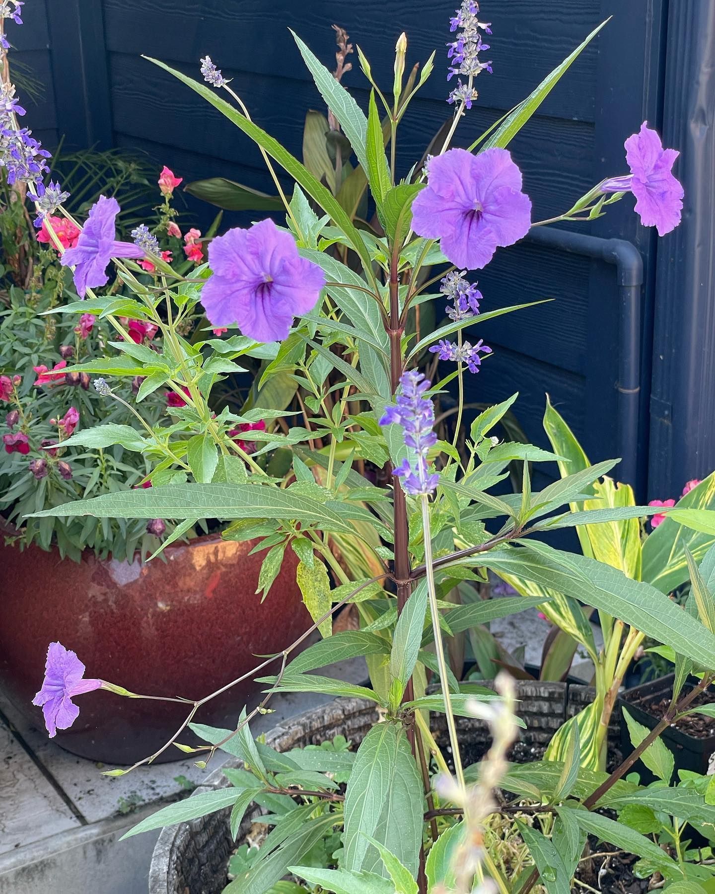 Rooted In Sunshine, Houston TX, Sunset Terrace/Montclair Houston TX, The Memorial Villages Houston TX, Rice Military Houston TX, Greater Heights Houston TX, River Oaks Houston TX, Southampton Houston TX, Braeswood Houston TX, Briargrove Houston TX, Montrose Houston TX, Greenway / Upper Kirby Area Houston TX, Bellaire TX, Spring Valley Village TX, Southside Place TX, West University Place TX, Cinco Ranch TX, Sugar Land TX, Sweetwater Sugar Land TX, Avalon Sugar Land TX, Katy TX, League City TX, Galveston TX, Garden Design, Houston Garden Design, Cinco Ranch Garden Design, Sugar Land Garden Design, Katy Garden Design, Galveston Garden Design, League City Garden Design, West University Place Garden Design, Garden Designer Near Me, Landscape Design, Houston Landscape Design, Cinco Ranch Landscape Design, Sugar Land Landscape Design, Katy Landscape Design, Galveston Landscape Design, League City Landscape Design, West University Place Landscape Design, Landscape Designer Near Me, Garden Bed Replenishment, Garden Bed Maintenance, Landscape, Landscaping Ideas, Backyard Landscaping, Front Yard Landscaping, Landscaping Plants, Native Plant Design, Wildscape, Wildscape Specialists, Wildlife Habitat Installation, Soil Testing, Tree Services, Tree Company Near Me, Houston Tree Company, Cinco Ranch Tree Company, Sugar Land Tree Company, Katy Tree Company, Galveston Tree Company, League City Tree Company, West University Place Tree Company, Tree Removal, Cost of removing a tree, Tree Removal Costs, Tree Pruning, Tree Trimming, Tree Installation, Interior Plant Decor, Interior Plant Decorating, House Plant Maintenance, House Plant Care, Storm Damage Tree Services