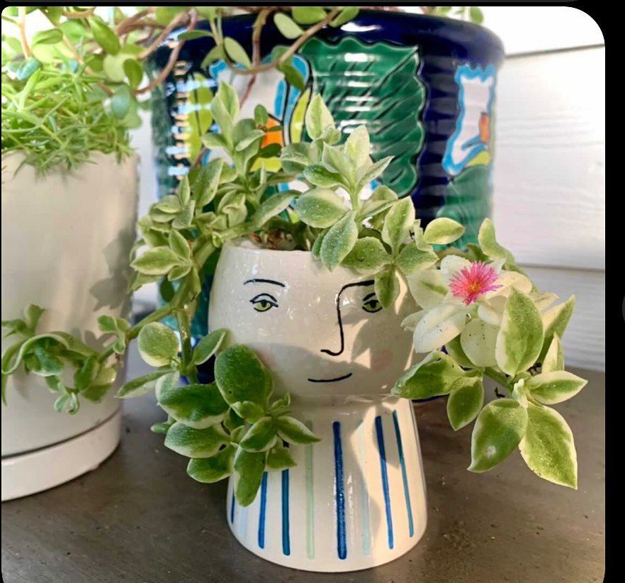 Rooted In Sunshine, Houston TX, Sunset Terrace/Montclair Houston TX, The Memorial Villages Houston TX, Rice Military Houston TX, Greater Heights Houston TX, River Oaks Houston TX, Southampton Houston TX, Braeswood Houston TX, Briargrove Houston TX, Montrose Houston TX, Greenway / Upper Kirby Area Houston TX, Bellaire TX, Spring Valley Village TX, Southside Place TX, West University Place TX, Cinco Ranch TX, Sugar Land TX, Sweetwater Sugar Land TX, Avalon Sugar Land TX, Katy TX, League City TX, Galveston TX, Garden Design, Houston Garden Design, Cinco Ranch Garden Design, Sugar Land Garden Design, Katy Garden Design, Galveston Garden Design, League City Garden Design, West University Place Garden Design, Garden Designer Near Me, Landscape Design, Houston Landscape Design, Cinco Ranch Landscape Design, Sugar Land Landscape Design, Katy Landscape Design, Galveston Landscape Design, League City Landscape Design, West University Place Landscape Design, Landscape Designer Near Me, Garden Bed Replenishment, Garden Bed Maintenance, Landscape, Landscaping Ideas, Backyard Landscaping, Front Yard Landscaping, Landscaping Plants, Native Plant Design, Wildscape, Wildscape Specialists, Wildlife Habitat Installation, Soil Testing, Tree Services, Tree Company Near Me, Houston Tree Company, Cinco Ranch Tree Company, Sugar Land Tree Company, Katy Tree Company, Galveston Tree Company, League City Tree Company, West University Place Tree Company, Tree Removal, Cost of removing a tree, Tree Removal Costs, Tree Pruning, Tree Trimming, Tree Installation, Interior Plant Decor, Interior Plant Decorating, House Plant Maintenance, House Plant Care, Storm Damage Tree Services