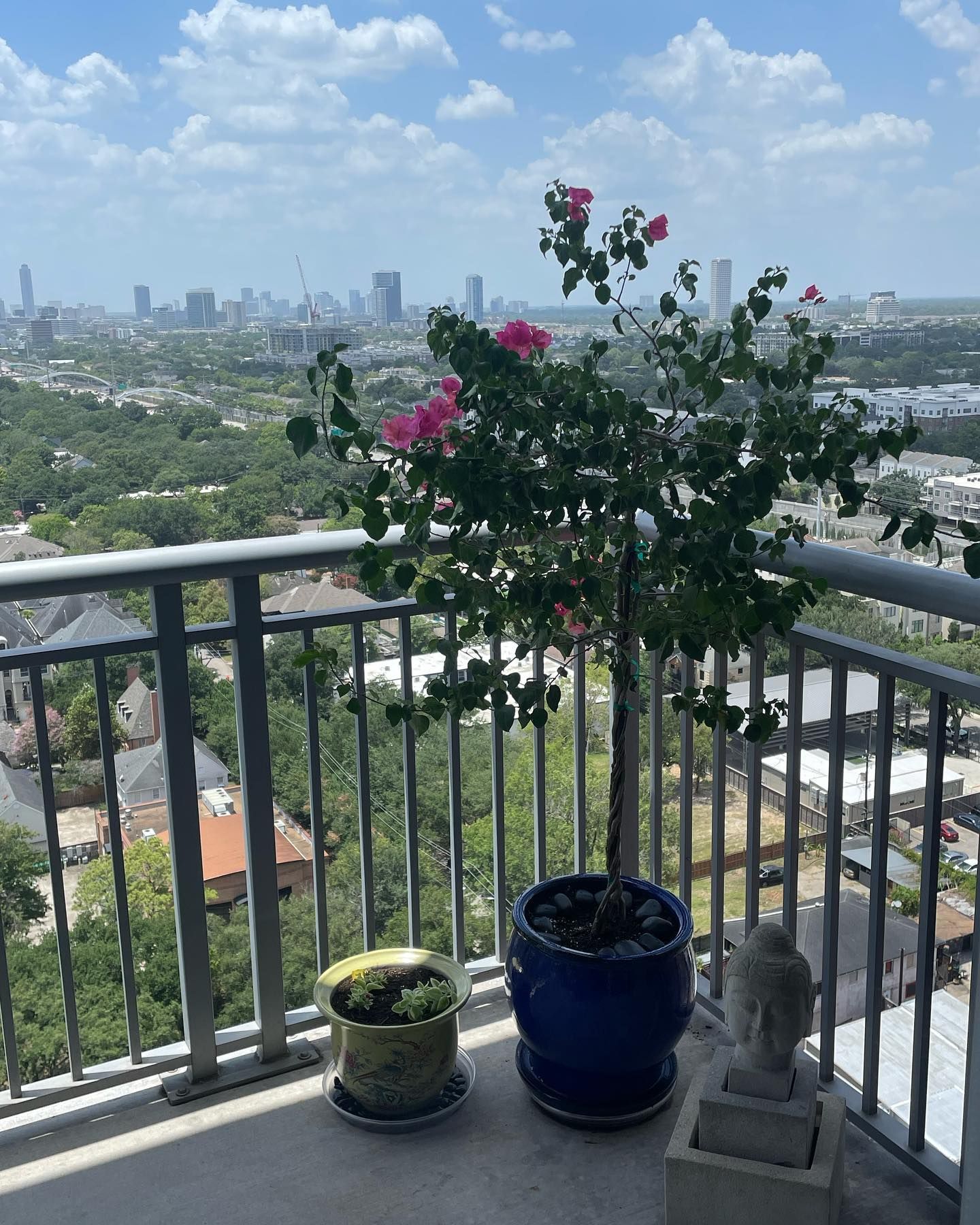 Rooted In Sunshine, Houston TX, Sunset Terrace/Montclair Houston TX, The Memorial Villages Houston TX, Rice Military Houston TX, Greater Heights Houston TX, River Oaks Houston TX, Southampton Houston TX, Braeswood Houston TX, Briargrove Houston TX, Montrose Houston TX, Greenway / Upper Kirby Area Houston TX, Bellaire TX, Spring Valley Village TX, Southside Place TX, West University Place TX, Cinco Ranch TX, Sugar Land TX, Sweetwater Sugar Land TX, Avalon Sugar Land TX, Katy TX, League City TX, Galveston TX, Garden Design, Houston Garden Design, Cinco Ranch Garden Design, Sugar Land Garden Design, Katy Garden Design, Galveston Garden Design, League City Garden Design, West University Place Garden Design, Garden Designer Near Me, Landscape Design, Houston Landscape Design, Cinco Ranch Landscape Design, Sugar Land Landscape Design, Katy Landscape Design, Galveston Landscape Design, League City Landscape Design, West University Place Landscape Design, Landscape Designer Near Me, Garden Bed Replenishment, Garden Bed Maintenance, Landscape, Landscaping Ideas, Backyard Landscaping, Front Yard Landscaping, Landscaping Plants, Native Plant Design, Wildscape, Wildscape Specialists, Wildlife Habitat Installation, Soil Testing, Tree Services, Tree Company Near Me, Houston Tree Company, Cinco Ranch Tree Company, Sugar Land Tree Company, Katy Tree Company, Galveston Tree Company, League City Tree Company, West University Place Tree Company, Tree Removal, Cost of removing a tree, Tree Removal Costs, Tree Pruning, Tree Trimming, Tree Installation, Interior Plant Decor, Interior Plant Decorating, House Plant Maintenance, House Plant Care, Storm Damage Tree Services