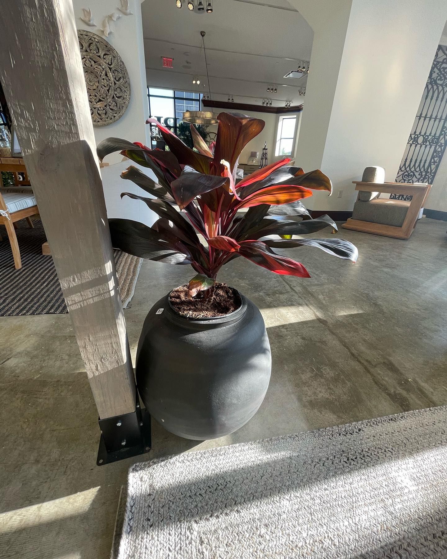 Rooted In Sunshine, Houston TX, Sunset Terrace/Montclair Houston TX, The Memorial Villages Houston TX, Rice Military Houston TX, Greater Heights Houston TX, River Oaks Houston TX, Southampton Houston TX, Braeswood Houston TX, Briargrove Houston TX, Montrose Houston TX, Greenway / Upper Kirby Area Houston TX, Bellaire TX, Spring Valley Village TX, Southside Place TX, West University Place TX, Cinco Ranch TX, Sugar Land TX, Sweetwater Sugar Land TX, Avalon Sugar Land TX, Katy TX, League City TX, Galveston TX, Garden Design, Houston Garden Design, Cinco Ranch Garden Design, Sugar Land Garden Design, Katy Garden Design, Galveston Garden Design, League City Garden Design, West University Place Garden Design, Garden Designer Near Me, Landscape Design, Houston Landscape Design, Cinco Ranch Landscape Design, Sugar Land Landscape Design, Katy Landscape Design, Galveston Landscape Design, League City Landscape Design, West University Place Landscape Design, Landscape Designer Near Me, Garden Bed Replenishment, Garden Bed Maintenance, Landscape, Landscaping Ideas, Backyard Landscaping, Front Yard Landscaping, Landscaping Plants, Native Plant Design, Wildscape, Wildscape Specialists, Wildlife Habitat Installation, Soil Testing, Tree Services, Tree Company Near Me, Houston Tree Company, Cinco Ranch Tree Company, Sugar Land Tree Company, Katy Tree Company, Galveston Tree Company, League City Tree Company, West University Place Tree Company, Tree Removal, Cost of removing a tree, Tree Removal Costs, Tree Pruning, Tree Trimming, Tree Installation, Interior Plant Decor, Interior Plant Decorating, House Plant Maintenance, House Plant Care, Storm Damage Tree Services