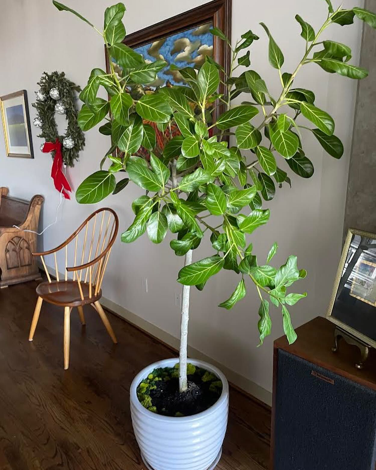 Tall indoor plant in a white pot, with green leaves, beside a wooden chair and a Christmas wreath.