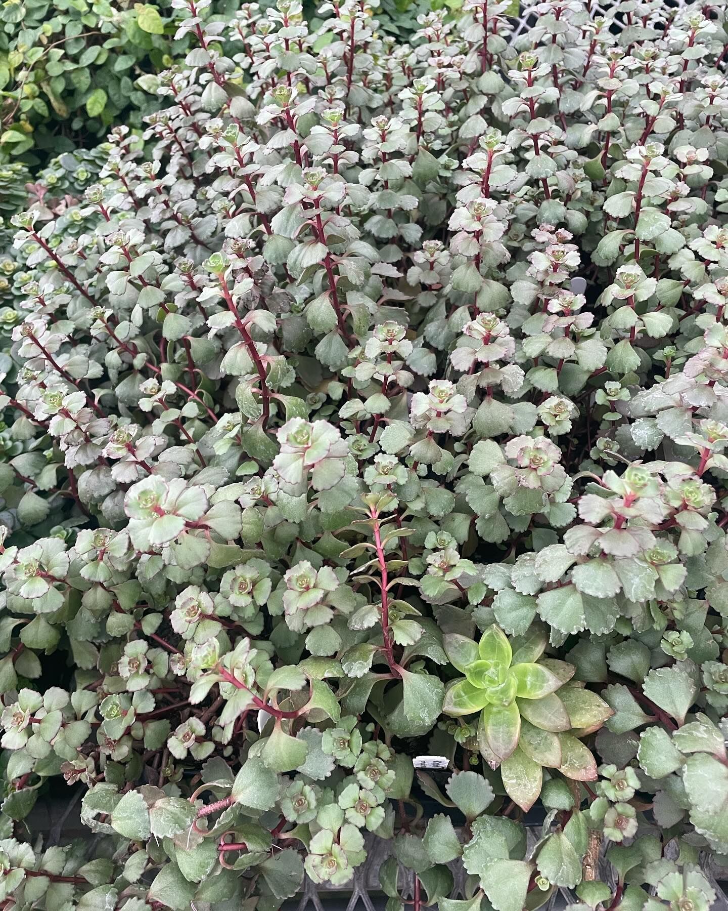 Rooted In Sunshine, Houston TX, Sunset Terrace/Montclair Houston TX, The Memorial Villages Houston TX, Rice Military Houston TX, Greater Heights Houston TX, River Oaks Houston TX, Southampton Houston TX, Braeswood Houston TX, Briargrove Houston TX, Montrose Houston TX, Greenway / Upper Kirby Area Houston TX, Bellaire TX, Spring Valley Village TX, Southside Place TX, West University Place TX, Cinco Ranch TX, Sugar Land TX, Sweetwater Sugar Land TX, Avalon Sugar Land TX, Katy TX, League City TX, Galveston TX, Garden Design, Houston Garden Design, Cinco Ranch Garden Design, Sugar Land Garden Design, Katy Garden Design, Galveston Garden Design, League City Garden Design, West University Place Garden Design, Garden Designer Near Me, Landscape Design, Houston Landscape Design, Cinco Ranch Landscape Design, Sugar Land Landscape Design, Katy Landscape Design, Galveston Landscape Design, League City Landscape Design, West University Place Landscape Design, Landscape Designer Near Me, Garden Bed Replenishment, Garden Bed Maintenance, Landscape, Landscaping Ideas, Backyard Landscaping, Front Yard Landscaping, Landscaping Plants, Native Plant Design, Wildscape, Wildscape Specialists, Wildlife Habitat Installation, Soil Testing, Tree Services, Tree Company Near Me, Houston Tree Company, Cinco Ranch Tree Company, Sugar Land Tree Company, Katy Tree Company, Galveston Tree Company, League City Tree Company, West University Place Tree Company, Tree Removal, Cost of removing a tree, Tree Removal Costs, Tree Pruning, Tree Trimming, Tree Installation, Interior Plant Decor, Interior Plant Decorating, House Plant Maintenance, House Plant Care, Storm Damage Tree Services