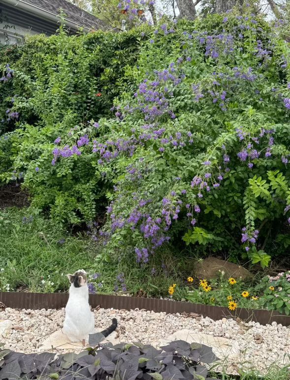 Cat in a garden with purple flowers, gazing upwards. Lush green foliage, small yellow flowers, and gray gravel.