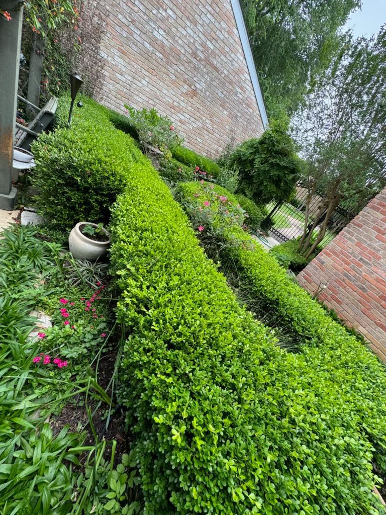 Rooted In Sunshine, Houston TX, Sunset Terrace/Montclair Houston TX, The Memorial Villages Houston TX, Rice Military Houston TX, Greater Heights Houston TX, River Oaks Houston TX, Southampton Houston TX, Braeswood Houston TX, Briargrove Houston TX, Montrose Houston TX, Greenway / Upper Kirby Area Houston TX, Bellaire TX, Spring Valley Village TX, Southside Place TX, West University Place TX, Cinco Ranch TX, Sugar Land TX, Sweetwater Sugar Land TX, Avalon Sugar Land TX, Katy TX, League City TX, Galveston TX, Garden Design, Houston Garden Design, Cinco Ranch Garden Design, Sugar Land Garden Design, Katy Garden Design, Galveston Garden Design, League City Garden Design, West University Place Garden Design, Garden Designer Near Me, Landscape Design, Houston Landscape Design, Cinco Ranch Landscape Design, Sugar Land Landscape Design, Katy Landscape Design, Galveston Landscape Design, League City Landscape Design, West University Place Landscape Design, Landscape Designer Near Me, Garden Bed Replenishment, Garden Bed Maintenance, Landscape, Landscaping Ideas, Backyard Landscaping, Front Yard Landscaping, Landscaping Plants, Native Plant Design, Wildscape, Wildscape Specialists, Wildlife Habitat Installation, Soil Testing, Tree Services, Tree Company Near Me, Houston Tree Company, Cinco Ranch Tree Company, Sugar Land Tree Company, Katy Tree Company, Galveston Tree Company, League City Tree Company, West University Place Tree Company, Tree Removal, Cost of removing a tree, Tree Removal Costs, Tree Pruning, Tree Trimming, Tree Installation, Interior Plant Decor, Interior Plant Decorating, House Plant Maintenance, House Plant Care, Storm Damage Tree Services