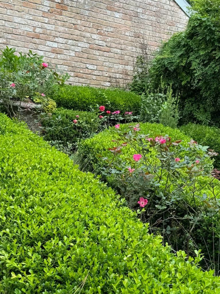 Rooted In Sunshine, Houston TX, Sunset Terrace/Montclair Houston TX, The Memorial Villages Houston TX, Rice Military Houston TX, Greater Heights Houston TX, River Oaks Houston TX, Southampton Houston TX, Braeswood Houston TX, Briargrove Houston TX, Montrose Houston TX, Greenway / Upper Kirby Area Houston TX, Bellaire TX, Spring Valley Village TX, Southside Place TX, West University Place TX, Cinco Ranch TX, Sugar Land TX, Sweetwater Sugar Land TX, Avalon Sugar Land TX, Katy TX, League City TX, Galveston TX, Garden Design, Houston Garden Design, Cinco Ranch Garden Design, Sugar Land Garden Design, Katy Garden Design, Galveston Garden Design, League City Garden Design, West University Place Garden Design, Garden Designer Near Me, Landscape Design, Houston Landscape Design, Cinco Ranch Landscape Design, Sugar Land Landscape Design, Katy Landscape Design, Galveston Landscape Design, League City Landscape Design, West University Place Landscape Design, Landscape Designer Near Me, Garden Bed Replenishment, Garden Bed Maintenance, Landscape, Landscaping Ideas, Backyard Landscaping, Front Yard Landscaping, Landscaping Plants, Native Plant Design, Wildscape, Wildscape Specialists, Wildlife Habitat Installation, Soil Testing, Tree Services, Tree Company Near Me, Houston Tree Company, Cinco Ranch Tree Company, Sugar Land Tree Company, Katy Tree Company, Galveston Tree Company, League City Tree Company, West University Place Tree Company, Tree Removal, Cost of removing a tree, Tree Removal Costs, Tree Pruning, Tree Trimming, Tree Installation, Interior Plant Decor, Interior Plant Decorating, House Plant Maintenance, House Plant Care, Storm Damage Tree Services