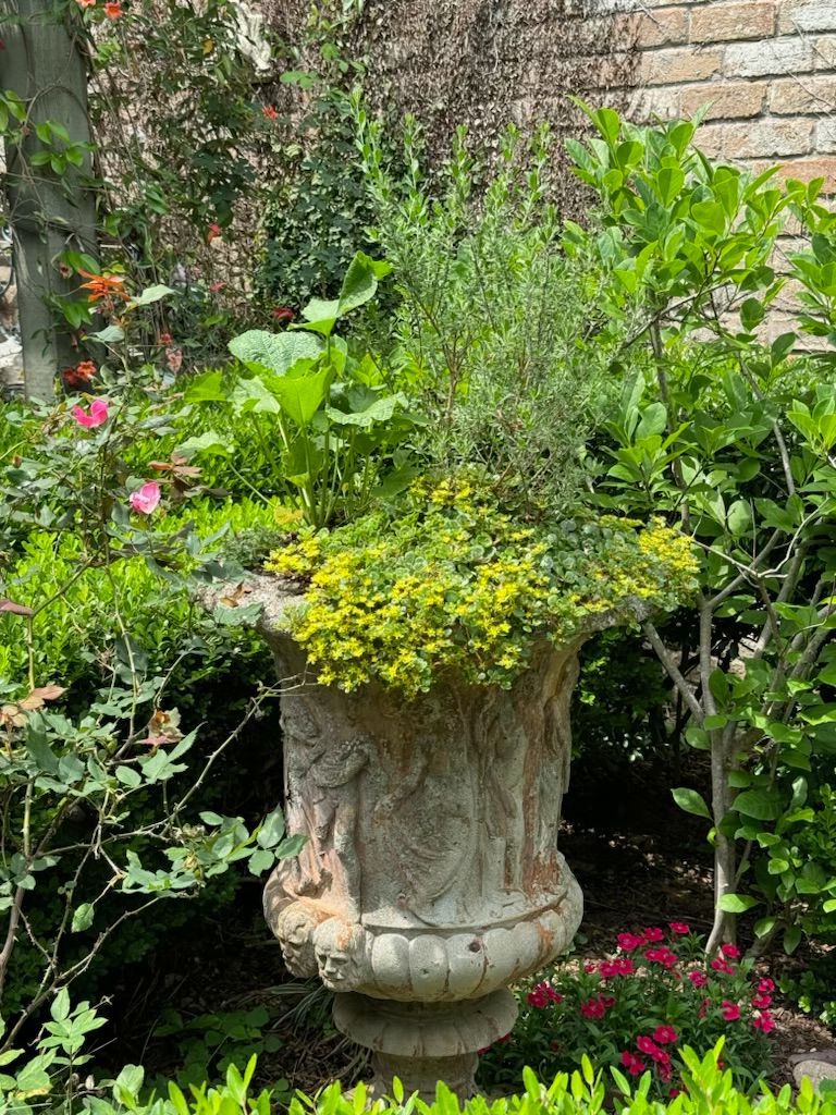 Rooted In Sunshine, Houston TX, Sunset Terrace/Montclair Houston TX, The Memorial Villages Houston TX, Rice Military Houston TX, Greater Heights Houston TX, River Oaks Houston TX, Southampton Houston TX, Braeswood Houston TX, Briargrove Houston TX, Montrose Houston TX, Greenway / Upper Kirby Area Houston TX, Bellaire TX, Spring Valley Village TX, Southside Place TX, West University Place TX, Cinco Ranch TX, Sugar Land TX, Sweetwater Sugar Land TX, Avalon Sugar Land TX, Katy TX, League City TX, Galveston TX, Garden Design, Houston Garden Design, Cinco Ranch Garden Design, Sugar Land Garden Design, Katy Garden Design, Galveston Garden Design, League City Garden Design, West University Place Garden Design, Garden Designer Near Me, Landscape Design, Houston Landscape Design, Cinco Ranch Landscape Design, Sugar Land Landscape Design, Katy Landscape Design, Galveston Landscape Design, League City Landscape Design, West University Place Landscape Design, Landscape Designer Near Me, Garden Bed Replenishment, Garden Bed Maintenance, Landscape, Landscaping Ideas, Backyard Landscaping, Front Yard Landscaping, Landscaping Plants, Native Plant Design, Wildscape, Wildscape Specialists, Wildlife Habitat Installation, Soil Testing, Tree Services, Tree Company Near Me, Houston Tree Company, Cinco Ranch Tree Company, Sugar Land Tree Company, Katy Tree Company, Galveston Tree Company, League City Tree Company, West University Place Tree Company, Tree Removal, Cost of removing a tree, Tree Removal Costs, Tree Pruning, Tree Trimming, Tree Installation, Interior Plant Decor, Interior Plant Decorating, House Plant Maintenance, House Plant Care, Storm Damage Tree Services