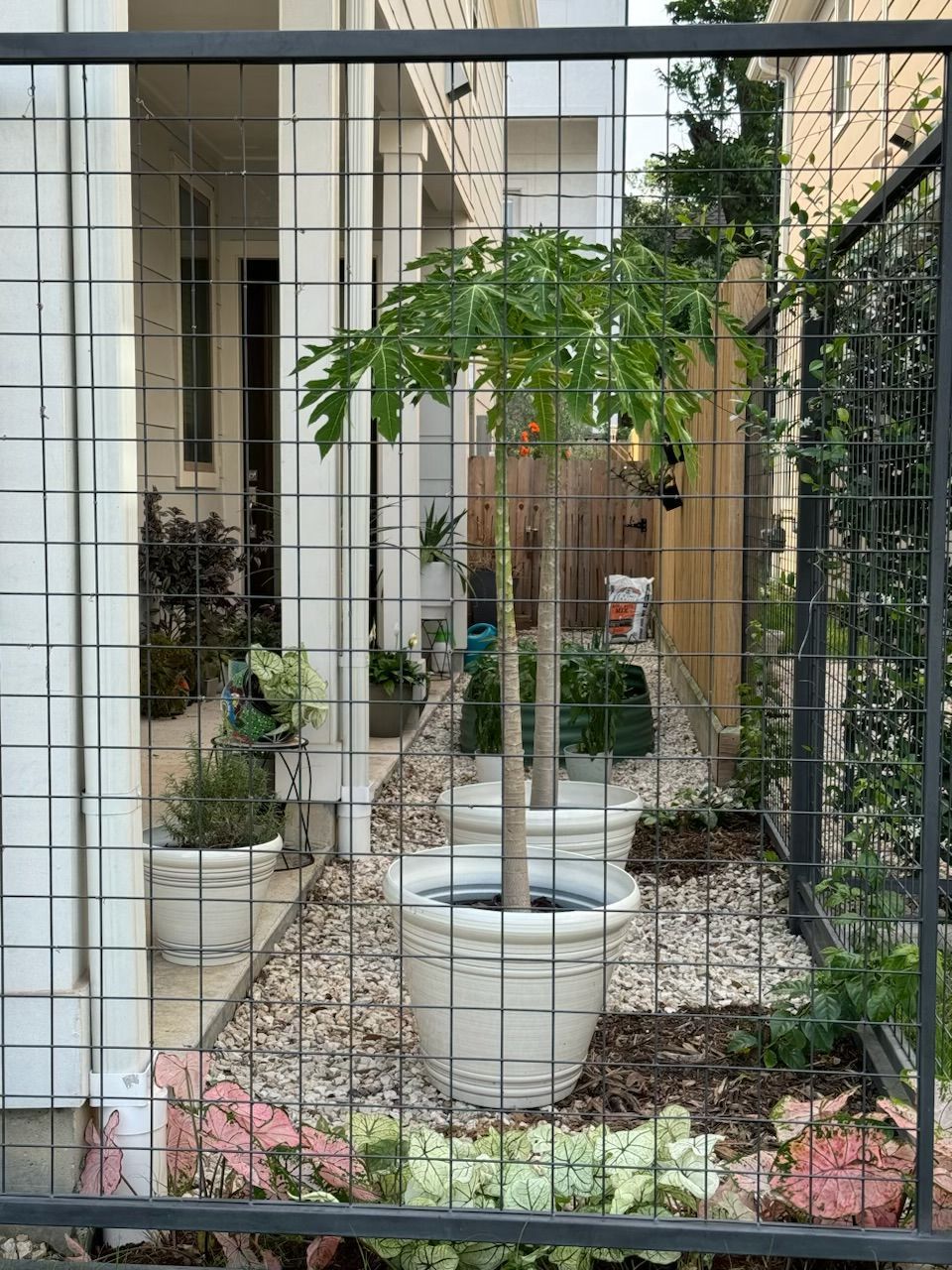 Metal fence frames a potted papaya tree and other plants in a narrow urban garden.