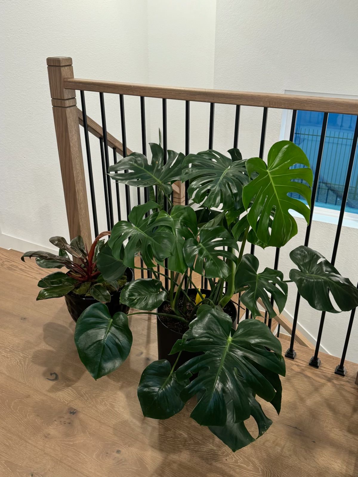 Rooted In Sunshine, Houston TX, Sunset Terrace/Montclair Houston TX, The Memorial Villages Houston TX, Rice Military Houston TX, Greater Heights Houston TX, River Oaks Houston TX, Southampton Houston TX, Braeswood Houston TX, Briargrove Houston TX, Montrose Houston TX, Greenway / Upper Kirby Area Houston TX, Bellaire TX, Spring Valley Village TX, Southside Place TX, West University Place TX, Cinco Ranch TX, Sugar Land TX, Sweetwater Sugar Land TX, Avalon Sugar Land TX, Katy TX, League City TX, Galveston TX, Garden Design, Houston Garden Design, Cinco Ranch Garden Design, Sugar Land Garden Design, Katy Garden Design, Galveston Garden Design, League City Garden Design, West University Place Garden Design, Garden Designer Near Me, Landscape Design, Houston Landscape Design, Cinco Ranch Landscape Design, Sugar Land Landscape Design, Katy Landscape Design, Galveston Landscape Design, League City Landscape Design, West University Place Landscape Design, Landscape Designer Near Me, Garden Bed Replenishment, Garden Bed Maintenance, Landscape, Landscaping Ideas, Backyard Landscaping, Front Yard Landscaping, Landscaping Plants, Native Plant Design, Wildscape, Wildscape Specialists, Wildlife Habitat Installation, Soil Testing, Tree Services, Tree Company Near Me, Houston Tree Company, Cinco Ranch Tree Company, Sugar Land Tree Company, Katy Tree Company, Galveston Tree Company, League City Tree Company, West University Place Tree Company, Tree Removal, Cost of removing a tree, Tree Removal Costs, Tree Pruning, Tree Trimming, Tree Installation, Interior Plant Decor, Interior Plant Decorating, House Plant Maintenance, House Plant Care, Storm Damage Tree Services