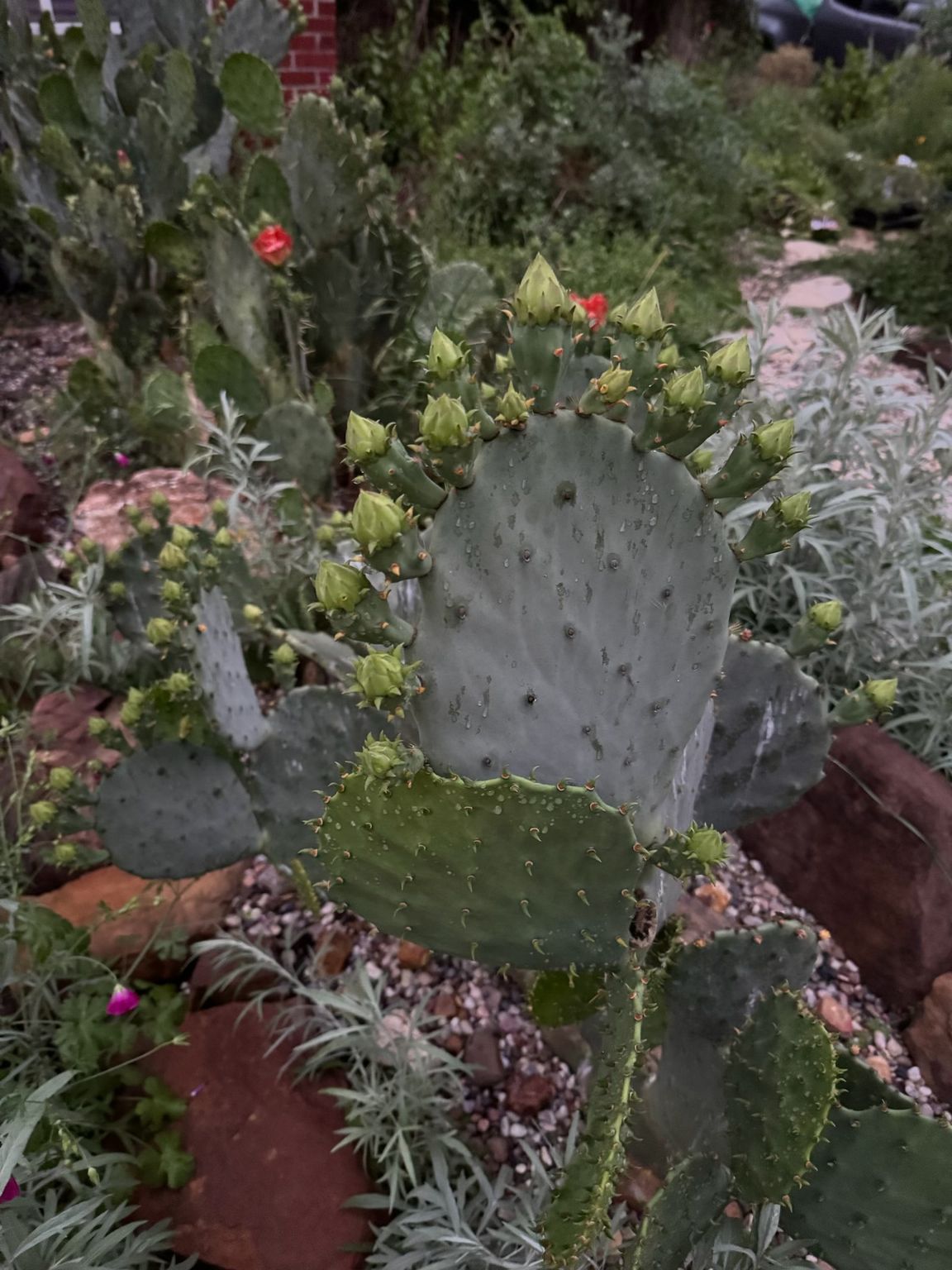 Rooted In Sunshine, Houston TX, Sunset Terrace/Montclair Houston TX, The Memorial Villages Houston TX, Rice Military Houston TX, Greater Heights Houston TX, River Oaks Houston TX, Southampton Houston TX, Braeswood Houston TX, Briargrove Houston TX, Montrose Houston TX, Greenway / Upper Kirby Area Houston TX, Bellaire TX, Spring Valley Village TX, Southside Place TX, West University Place TX, Cinco Ranch TX, Sugar Land TX, Sweetwater Sugar Land TX, Avalon Sugar Land TX, Katy TX, League City TX, Galveston TX, Garden Design, Houston Garden Design, Cinco Ranch Garden Design, Sugar Land Garden Design, Katy Garden Design, Galveston Garden Design, League City Garden Design, West University Place Garden Design, Garden Designer Near Me, Landscape Design, Houston Landscape Design, Cinco Ranch Landscape Design, Sugar Land Landscape Design, Katy Landscape Design, Galveston Landscape Design, League City Landscape Design, West University Place Landscape Design, Landscape Designer Near Me, Garden Bed Replenishment, Garden Bed Maintenance, Landscape, Landscaping Ideas, Backyard Landscaping, Front Yard Landscaping, Landscaping Plants, Native Plant Design, Wildscape, Wildscape Specialists, Wildlife Habitat Installation, Soil Testing, Tree Services, Tree Company Near Me, Houston Tree Company, Cinco Ranch Tree Company, Sugar Land Tree Company, Katy Tree Company, Galveston Tree Company, League City Tree Company, West University Place Tree Company, Tree Removal, Cost of removing a tree, Tree Removal Costs, Tree Pruning, Tree Trimming, Tree Installation, Interior Plant Decor, Interior Plant Decorating, House Plant Maintenance, House Plant Care, Storm Damage Tree Services