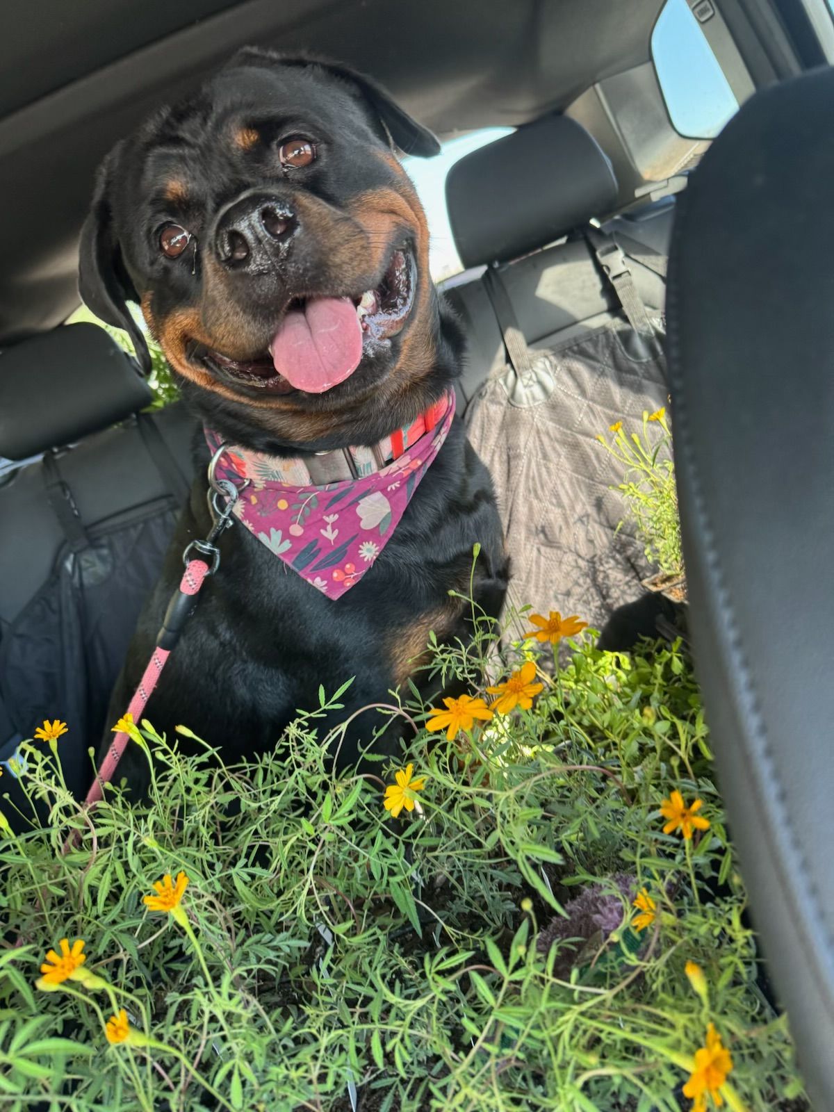 Rooted In Sunshine, Houston TX, Sunset Terrace/Montclair Houston TX, The Memorial Villages Houston TX, Rice Military Houston TX, Greater Heights Houston TX, River Oaks Houston TX, Southampton Houston TX, Braeswood Houston TX, Briargrove Houston TX, Montrose Houston TX, Greenway / Upper Kirby Area Houston TX, Bellaire TX, Spring Valley Village TX, Southside Place TX, West University Place TX, Cinco Ranch TX, Sugar Land TX, Sweetwater Sugar Land TX, Avalon Sugar Land TX, Katy TX, League City TX, Galveston TX, Garden Design, Houston Garden Design, Cinco Ranch Garden Design, Sugar Land Garden Design, Katy Garden Design, Galveston Garden Design, League City Garden Design, West University Place Garden Design, Garden Designer Near Me, Landscape Design, Houston Landscape Design, Cinco Ranch Landscape Design, Sugar Land Landscape Design, Katy Landscape Design, Galveston Landscape Design, League City Landscape Design, West University Place Landscape Design, Landscape Designer Near Me, Garden Bed Replenishment, Garden Bed Maintenance, Landscape, Landscaping Ideas, Backyard Landscaping, Front Yard Landscaping, Landscaping Plants, Native Plant Design, Wildscape, Wildscape Specialists, Wildlife Habitat Installation, Soil Testing, Tree Services, Tree Company Near Me, Houston Tree Company, Cinco Ranch Tree Company, Sugar Land Tree Company, Katy Tree Company, Galveston Tree Company, League City Tree Company, West University Place Tree Company, Tree Removal, Cost of removing a tree, Tree Removal Costs, Tree Pruning, Tree Trimming, Tree Installation, Interior Plant Decor, Interior Plant Decorating, House Plant Maintenance, House Plant Care, Storm Damage Tree Services