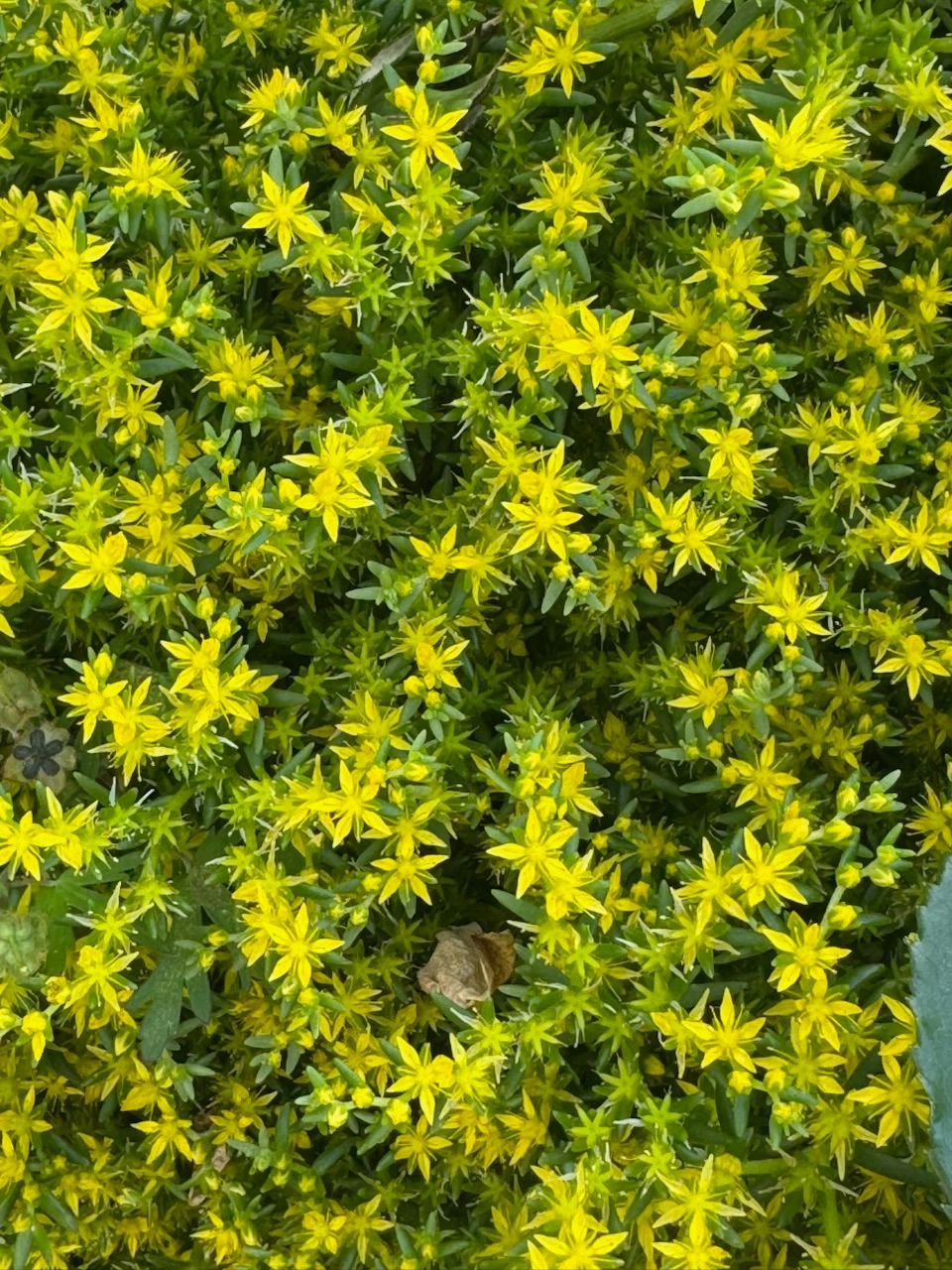 Yellow flowering ground cover.
