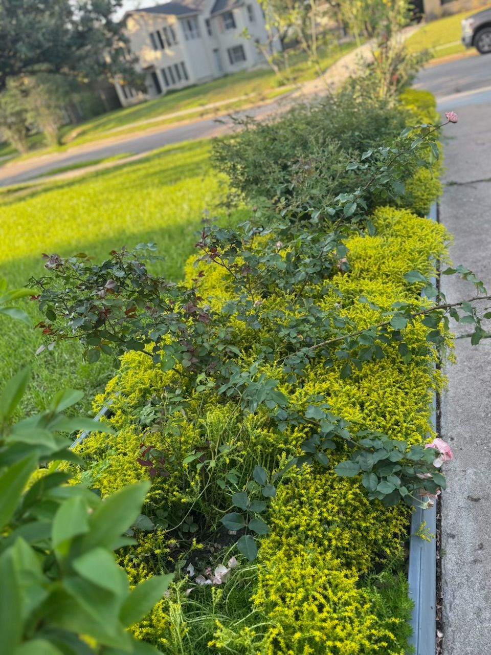 Green and yellow bushes border a sidewalk and grass, with a two-story house in the background.