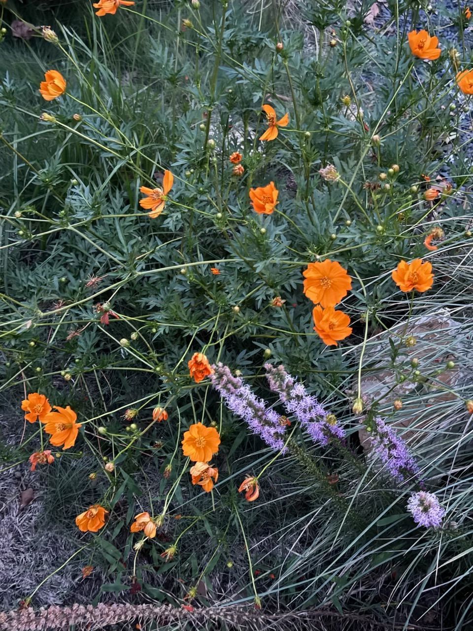 Rooted In Sunshine, Houston TX, Sunset Terrace/Montclair Houston TX, The Memorial Villages Houston TX, Rice Military Houston TX, Greater Heights Houston TX, River Oaks Houston TX, Southampton Houston TX, Braeswood Houston TX, Briargrove Houston TX, Montrose Houston TX, Greenway / Upper Kirby Area Houston TX, Bellaire TX, Spring Valley Village TX, Southside Place TX, West University Place TX, Cinco Ranch TX, Sugar Land TX, Sweetwater Sugar Land TX, Avalon Sugar Land TX, Katy TX, League City TX, Galveston TX, Garden Design, Houston Garden Design, Cinco Ranch Garden Design, Sugar Land Garden Design, Katy Garden Design, Galveston Garden Design, League City Garden Design, West University Place Garden Design, Garden Designer Near Me, Landscape Design, Houston Landscape Design, Cinco Ranch Landscape Design, Sugar Land Landscape Design, Katy Landscape Design, Galveston Landscape Design, League City Landscape Design, West University Place Landscape Design, Landscape Designer Near Me, Garden Bed Replenishment, Garden Bed Maintenance, Landscape, Landscaping Ideas, Backyard Landscaping, Front Yard Landscaping, Landscaping Plants, Native Plant Design, Wildscape, Wildscape Specialists, Wildlife Habitat Installation, Soil Testing, Tree Services, Tree Company Near Me, Houston Tree Company, Cinco Ranch Tree Company, Sugar Land Tree Company, Katy Tree Company, Galveston Tree Company, League City Tree Company, West University Place Tree Company, Tree Removal, Cost of removing a tree, Tree Removal Costs, Tree Pruning, Tree Trimming, Tree Installation, Interior Plant Decor, Interior Plant Decorating, House Plant Maintenance, House Plant Care, Storm Damage Tree Services