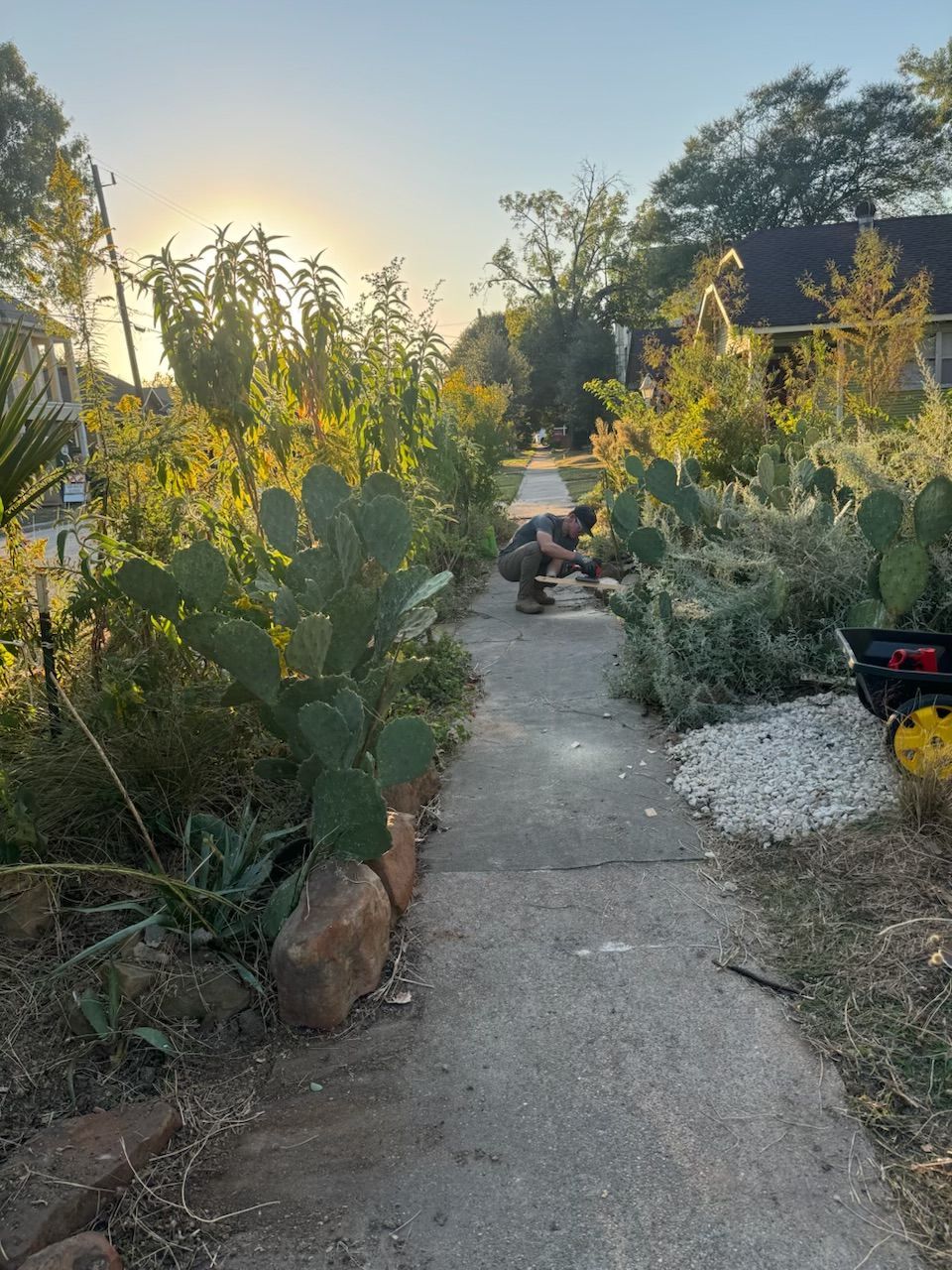 Rooted In Sunshine, Houston TX, Sunset Terrace/Montclair Houston TX, The Memorial Villages Houston TX, Rice Military Houston TX, Greater Heights Houston TX, River Oaks Houston TX, Southampton Houston TX, Braeswood Houston TX, Briargrove Houston TX, Montrose Houston TX, Greenway / Upper Kirby Area Houston TX, Bellaire TX, Spring Valley Village TX, Southside Place TX, West University Place TX, Cinco Ranch TX, Sugar Land TX, Sweetwater Sugar Land TX, Avalon Sugar Land TX, Katy TX, League City TX, Galveston TX, Garden Design, Houston Garden Design, Cinco Ranch Garden Design, Sugar Land Garden Design, Katy Garden Design, Galveston Garden Design, League City Garden Design, West University Place Garden Design, Garden Designer Near Me, Landscape Design, Houston Landscape Design, Cinco Ranch Landscape Design, Sugar Land Landscape Design, Katy Landscape Design, Galveston Landscape Design, League City Landscape Design, West University Place Landscape Design, Landscape Designer Near Me, Garden Bed Replenishment, Garden Bed Maintenance, Landscape, Landscaping Ideas, Backyard Landscaping, Front Yard Landscaping, Landscaping Plants, Native Plant Design, Wildscape, Wildscape Specialists, Wildlife Habitat Installation, Soil Testing, Tree Services, Tree Company Near Me, Houston Tree Company, Cinco Ranch Tree Company, Sugar Land Tree Company, Katy Tree Company, Galveston Tree Company, League City Tree Company, West University Place Tree Company, Tree Removal, Cost of removing a tree, Tree Removal Costs, Tree Pruning, Tree Trimming, Tree Installation, Interior Plant Decor, Interior Plant Decorating, House Plant Maintenance, House Plant Care, Storm Damage Tree Services