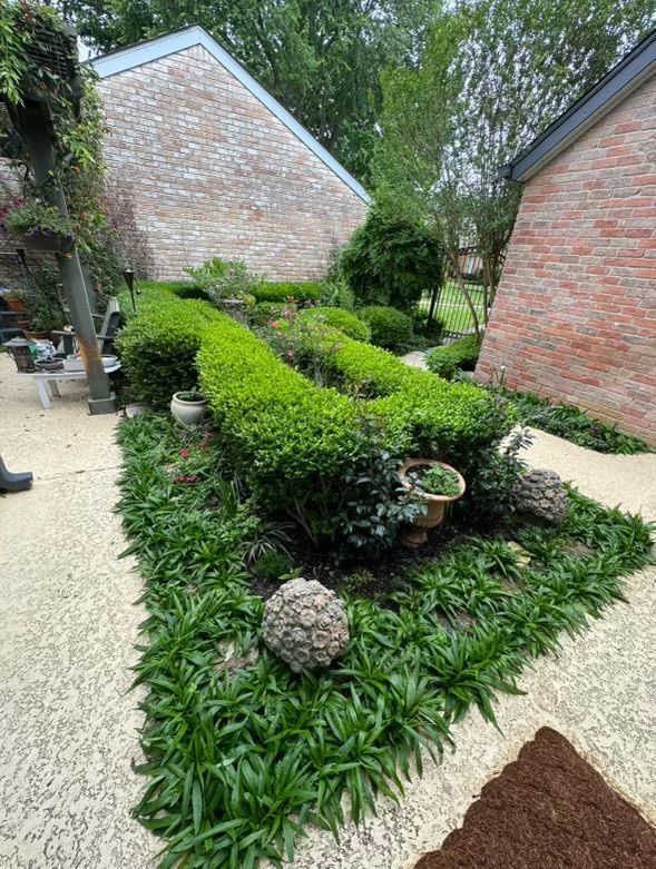 Rooted In Sunshine, Houston TX, Sunset Terrace/Montclair Houston TX, The Memorial Villages Houston TX, Rice Military Houston TX, Greater Heights Houston TX, River Oaks Houston TX, Southampton Houston TX, Braeswood Houston TX, Briargrove Houston TX, Montrose Houston TX, Greenway / Upper Kirby Area Houston TX, Bellaire TX, Spring Valley Village TX, Southside Place TX, West University Place TX, Cinco Ranch TX, Sugar Land TX, Sweetwater Sugar Land TX, Avalon Sugar Land TX, Katy TX, League City TX, Galveston TX, Garden Design, Houston Garden Design, Cinco Ranch Garden Design, Sugar Land Garden Design, Katy Garden Design, Galveston Garden Design, League City Garden Design, West University Place Garden Design, Garden Designer Near Me, Landscape Design, Houston Landscape Design, Cinco Ranch Landscape Design, Sugar Land Landscape Design, Katy Landscape Design, Galveston Landscape Design, League City Landscape Design, West University Place Landscape Design, Landscape Designer Near Me, Garden Bed Replenishment, Garden Bed Maintenance, Landscape, Landscaping Ideas, Backyard Landscaping, Front Yard Landscaping, Landscaping Plants, Native Plant Design, Wildscape, Wildscape Specialists, Wildlife Habitat Installation, Soil Testing, Tree Services, Tree Company Near Me, Houston Tree Company, Cinco Ranch Tree Company, Sugar Land Tree Company, Katy Tree Company, Galveston Tree Company, League City Tree Company, West University Place Tree Company, Tree Removal, Cost of removing a tree, Tree Removal Costs, Tree Pruning, Tree Trimming, Tree Installation, Interior Plant Decor, Interior Plant Decorating, House Plant Maintenance, House Plant Care, Storm Damage Tree Services