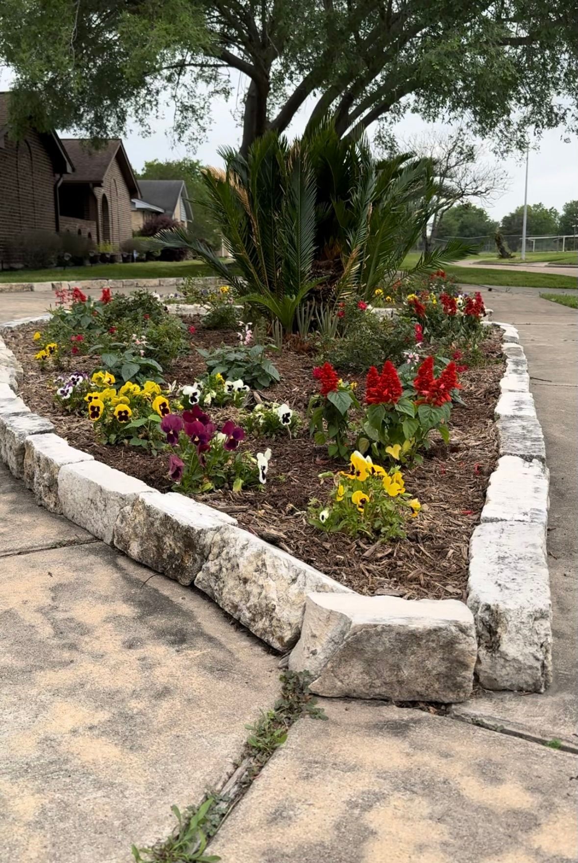 Rooted In Sunshine, Houston TX, Sunset Terrace/Montclair Houston TX, The Memorial Villages Houston TX, Rice Military Houston TX, Greater Heights Houston TX, River Oaks Houston TX, Southampton Houston TX, Braeswood Houston TX, Briargrove Houston TX, Montrose Houston TX, Greenway / Upper Kirby Area Houston TX, Bellaire TX, Spring Valley Village TX, Southside Place TX, West University Place TX, Cinco Ranch TX, Sugar Land TX, Sweetwater Sugar Land TX, Avalon Sugar Land TX, Katy TX, League City TX, Galveston TX, Garden Design, Houston Garden Design, Cinco Ranch Garden Design, Sugar Land Garden Design, Katy Garden Design, Galveston Garden Design, League City Garden Design, West University Place Garden Design, Garden Designer Near Me, Landscape Design, Houston Landscape Design, Cinco Ranch Landscape Design, Sugar Land Landscape Design, Katy Landscape Design, Galveston Landscape Design, League City Landscape Design, West University Place Landscape Design, Landscape Designer Near Me, Garden Bed Replenishment, Garden Bed Maintenance, Landscape, Landscaping Ideas, Backyard Landscaping, Front Yard Landscaping, Landscaping Plants, Native Plant Design, Wildscape, Wildscape Specialists, Wildlife Habitat Installation, Soil Testing, Tree Services, Tree Company Near Me, Houston Tree Company, Cinco Ranch Tree Company, Sugar Land Tree Company, Katy Tree Company, Galveston Tree Company, League City Tree Company, West University Place Tree Company, Tree Removal, Cost of removing a tree, Tree Removal Costs, Tree Pruning, Tree Trimming, Tree Installation, Interior Plant Decor, Interior Plant Decorating, House Plant Maintenance, House Plant Care, Storm Damage Tree Services