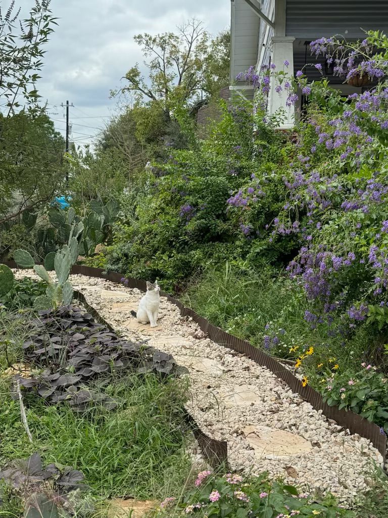 A white rabbit walks along a gravel path lined with metal edging in a garden. Lush greenery surrounds the path.