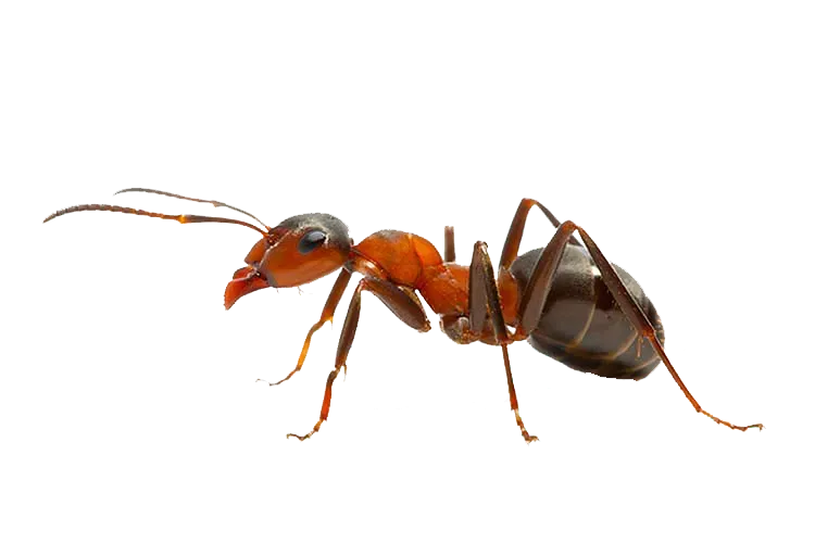 A close up of an ant on a white background.