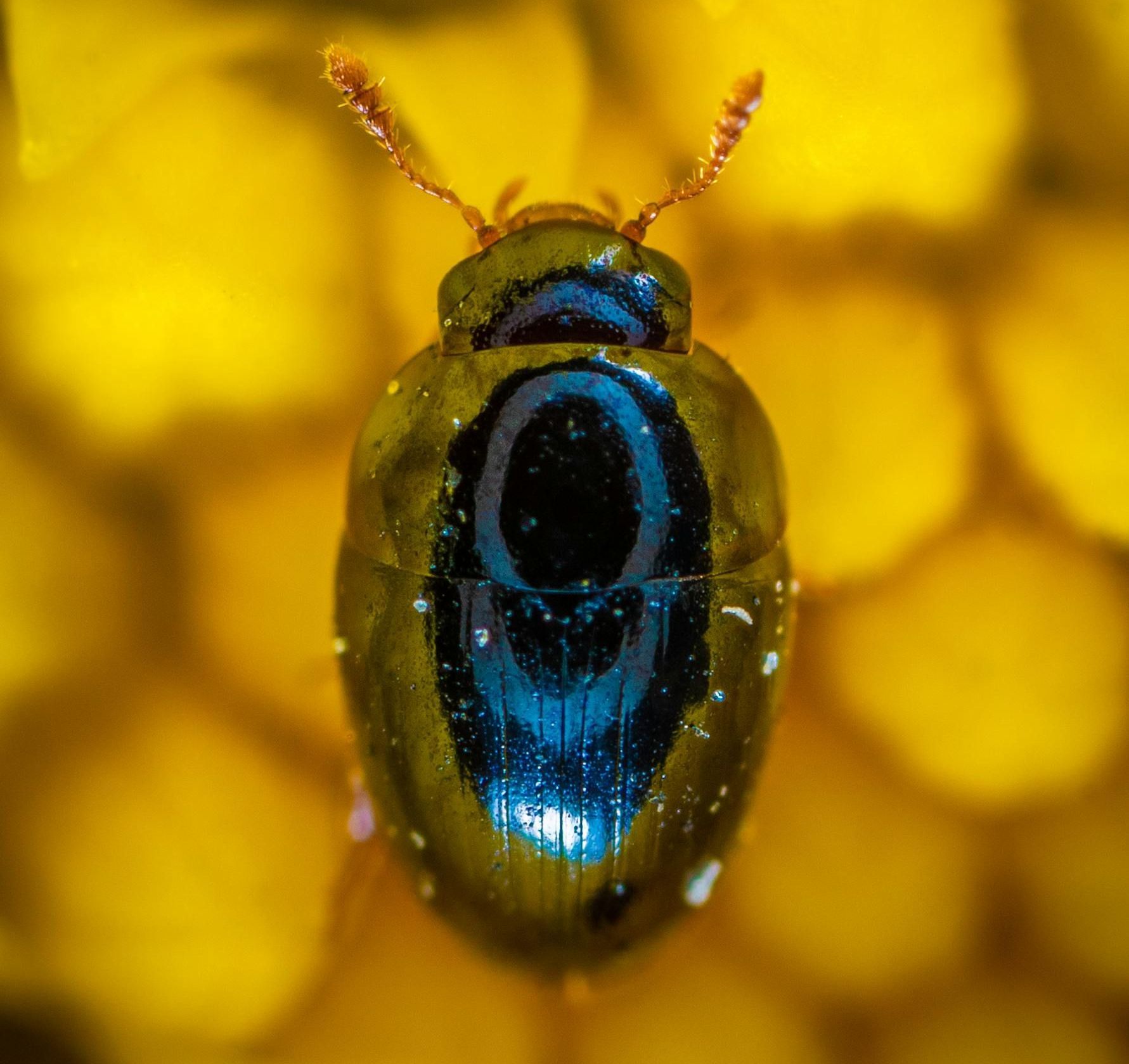 A close up of a blue and green bug on a yellow background.