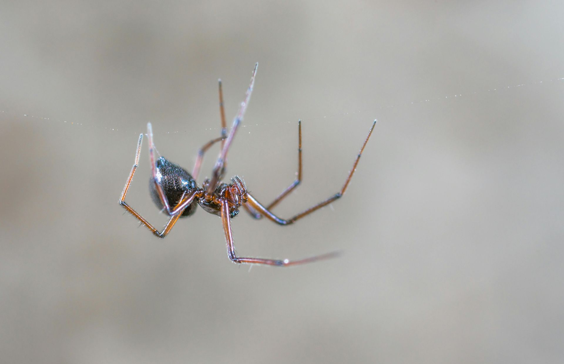 A close up of a spider on a web on a wall.